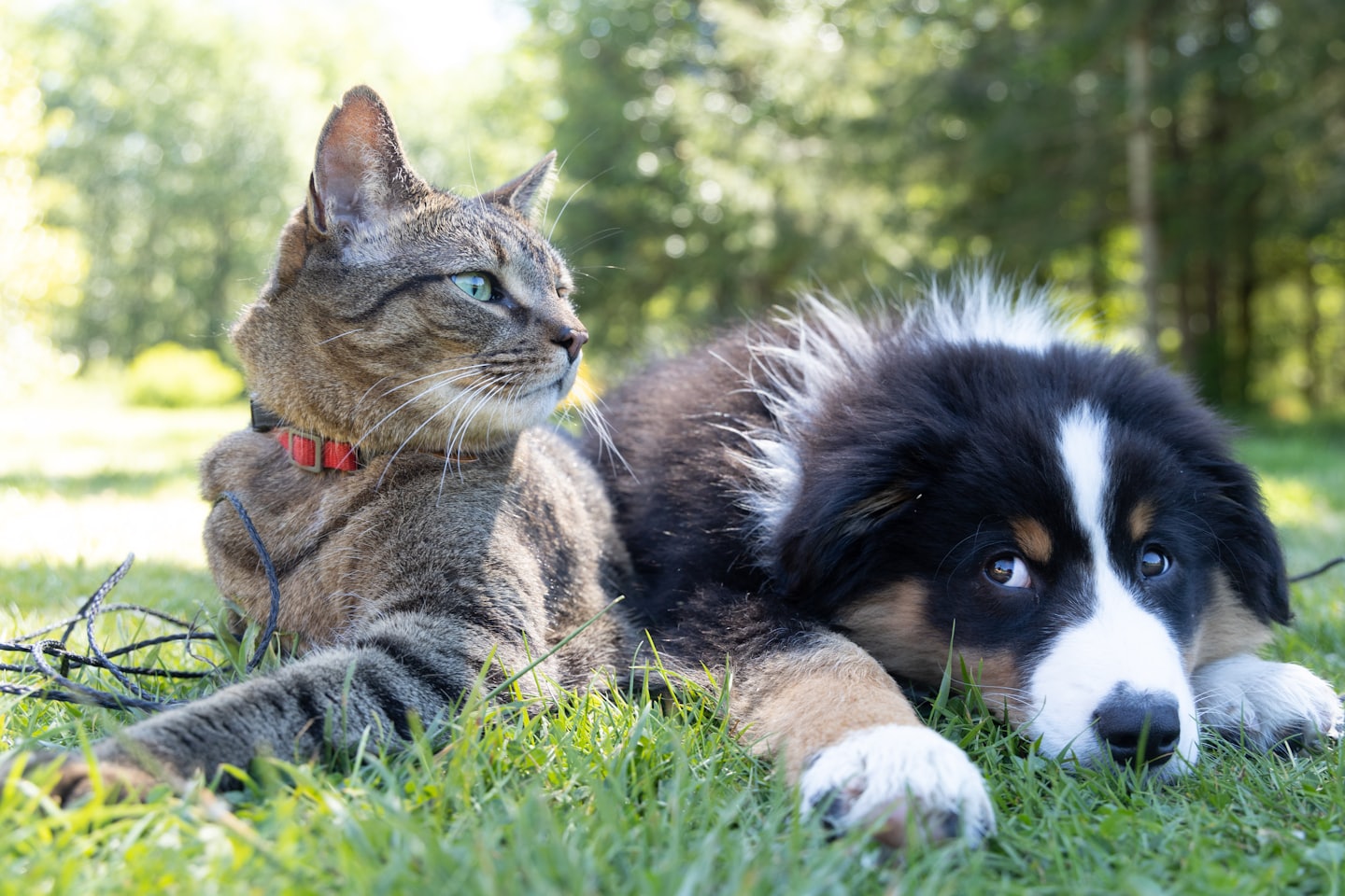 Gatto attento all’aperto