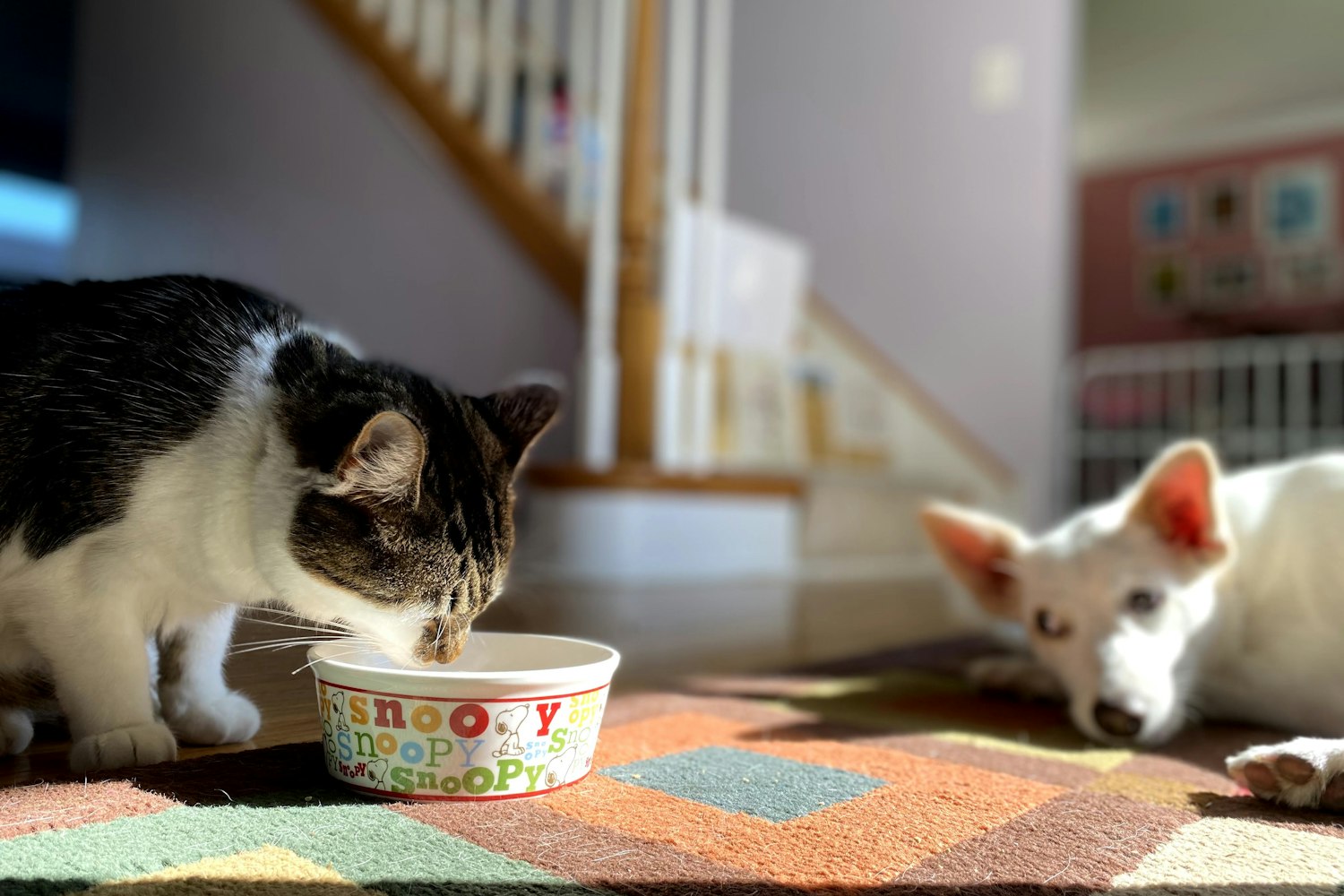 Cibo per animali: le 28 sigle che devi conoscere sull’etichetta