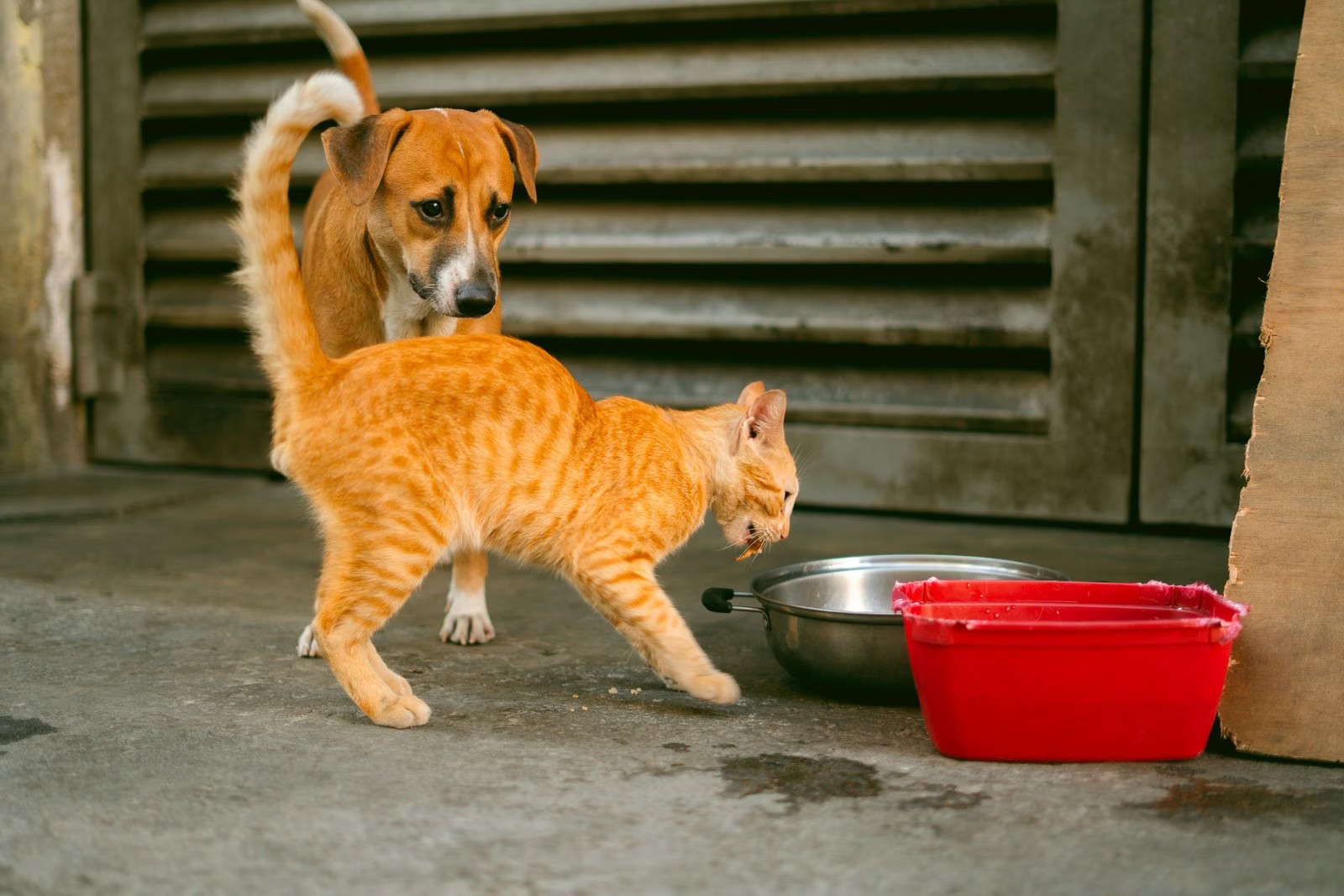 Capire l’etichetta di un alimento per animali