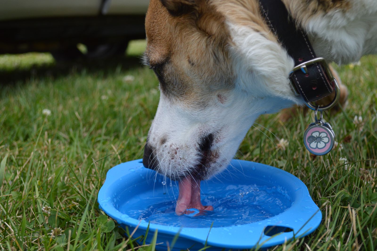 Cane che beve acqua fresca da una ciotola all’ombra