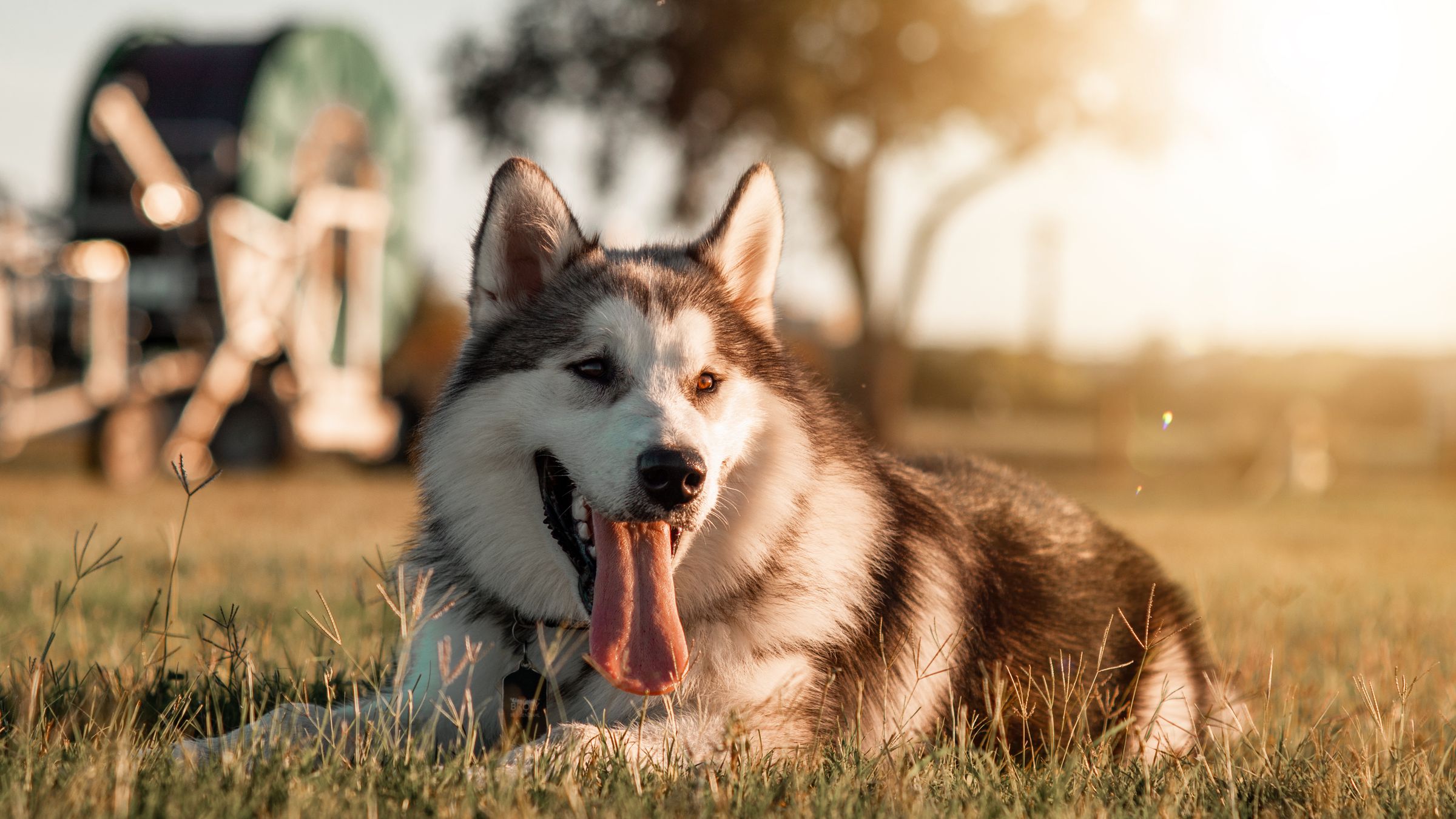 Colpo di calore nel cane e nel gatto: come riconoscerlo, cosa fare e come prevenirlo