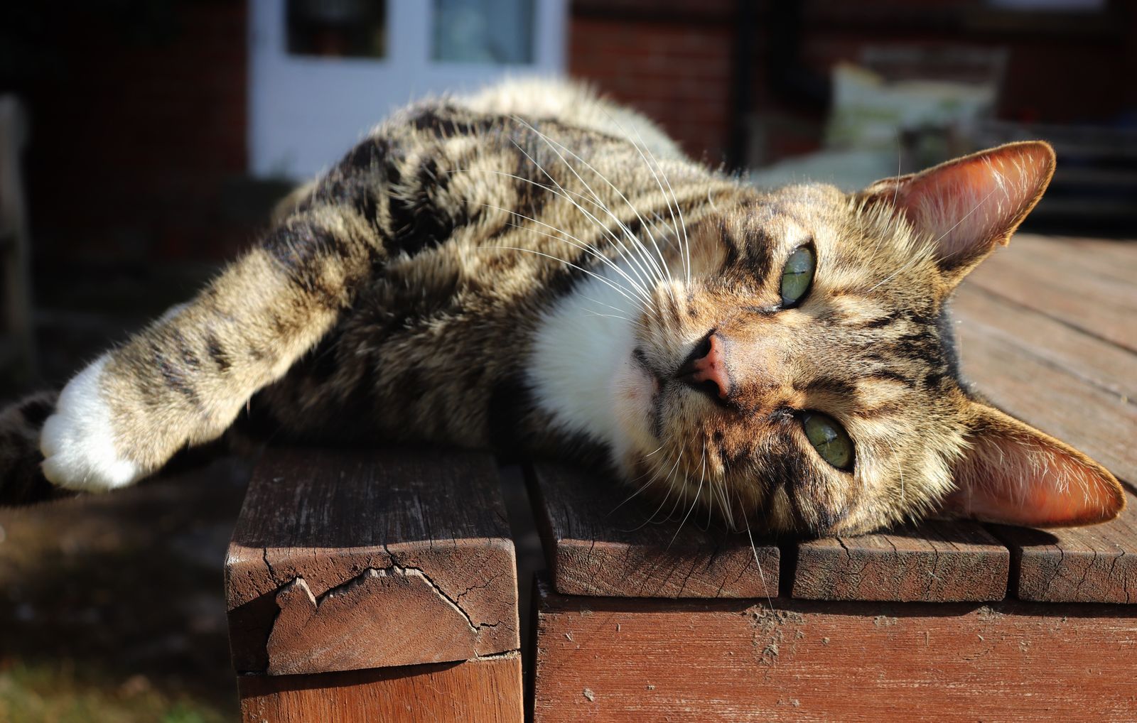 Gatto disteso su una panca in cerca di un posto fresco durante il caldo