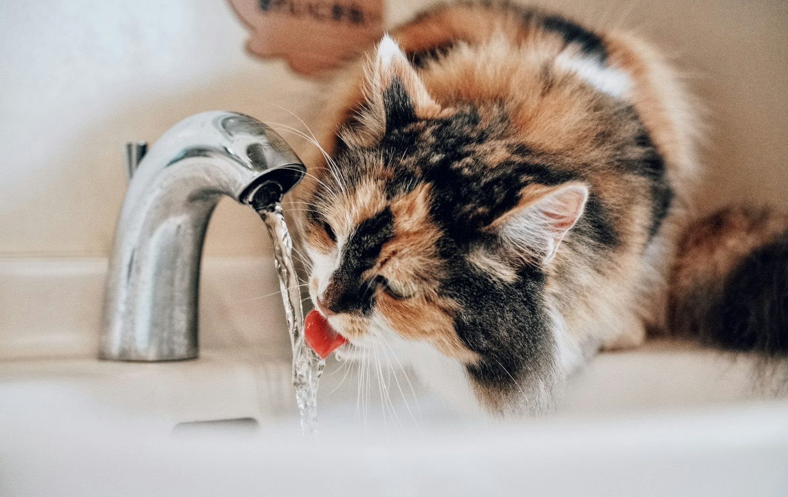 Gatto che beve acqua corrente dal rubinetto