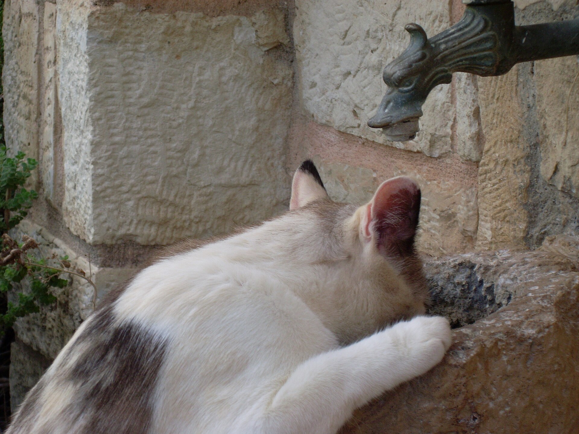 Perché il gatto beve poco? Spiegazione e consigli per farlo idratare meglio