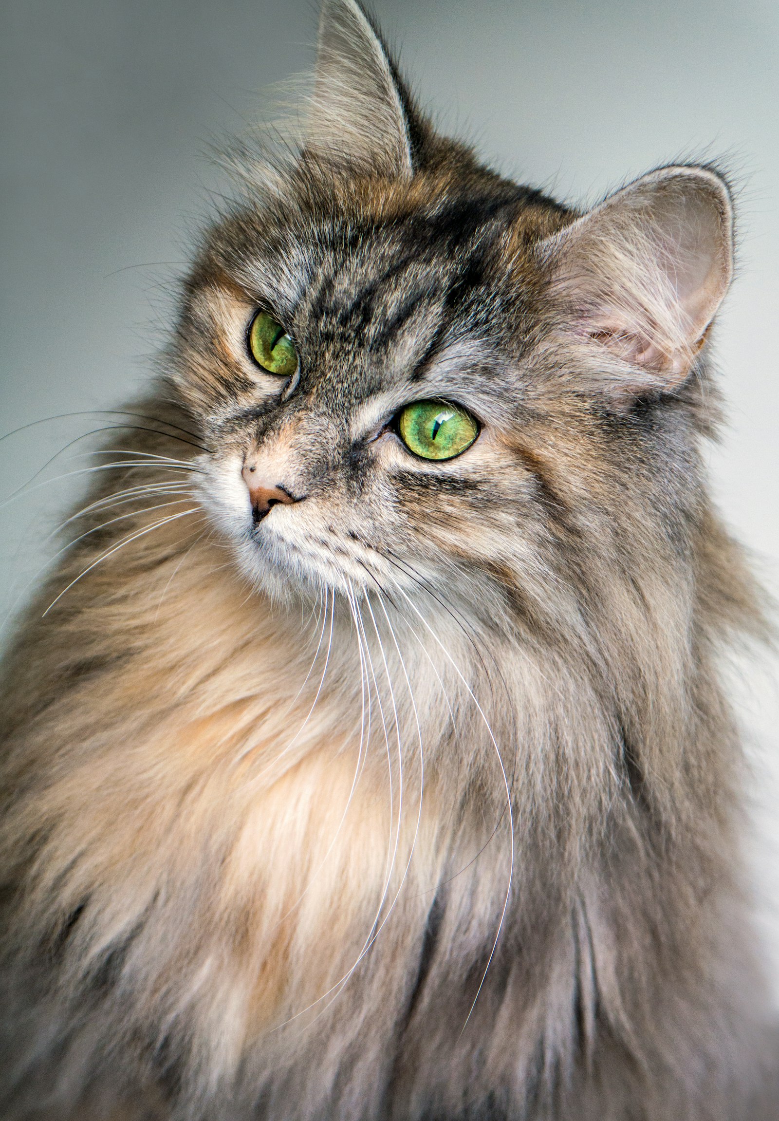 Gatto a pelo lungo dagli occhi verdi