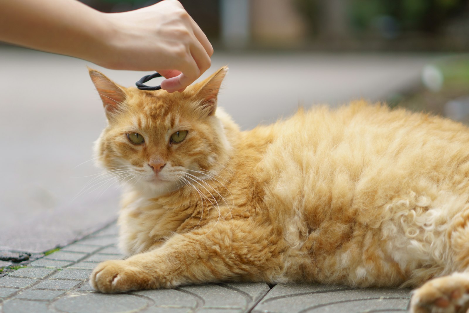 Persona che spazzola un gatto rosso disteso