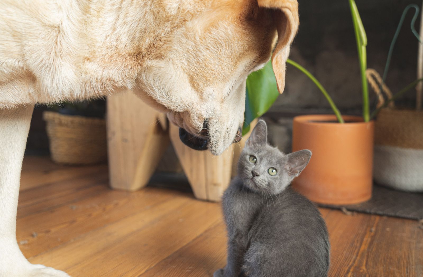 Cane che annusa un gattino grigio sul pavimento di casa