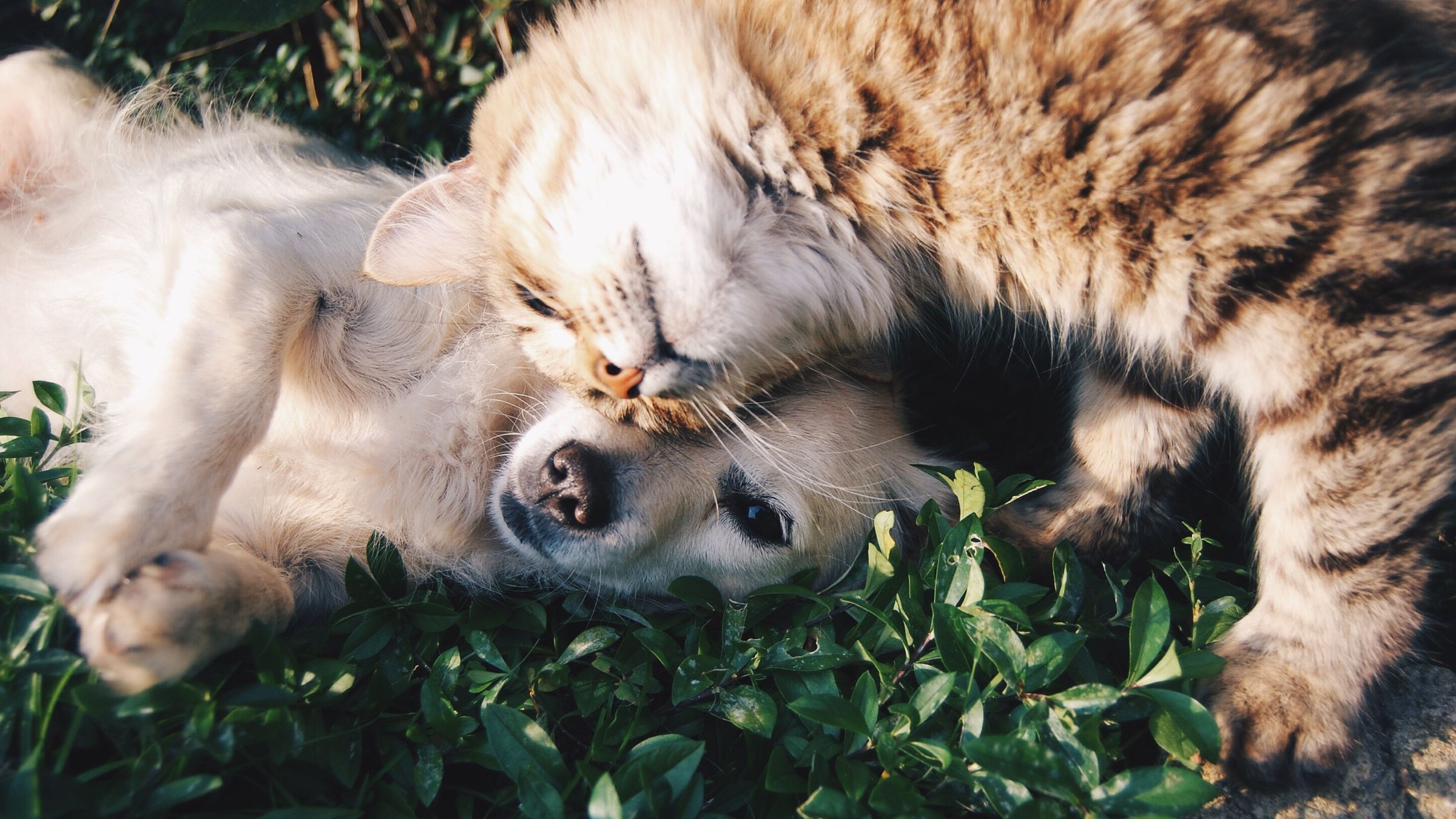 Antiparassitari per cane e gatto: come sceglierli, quando usarli e gli errori da evitare