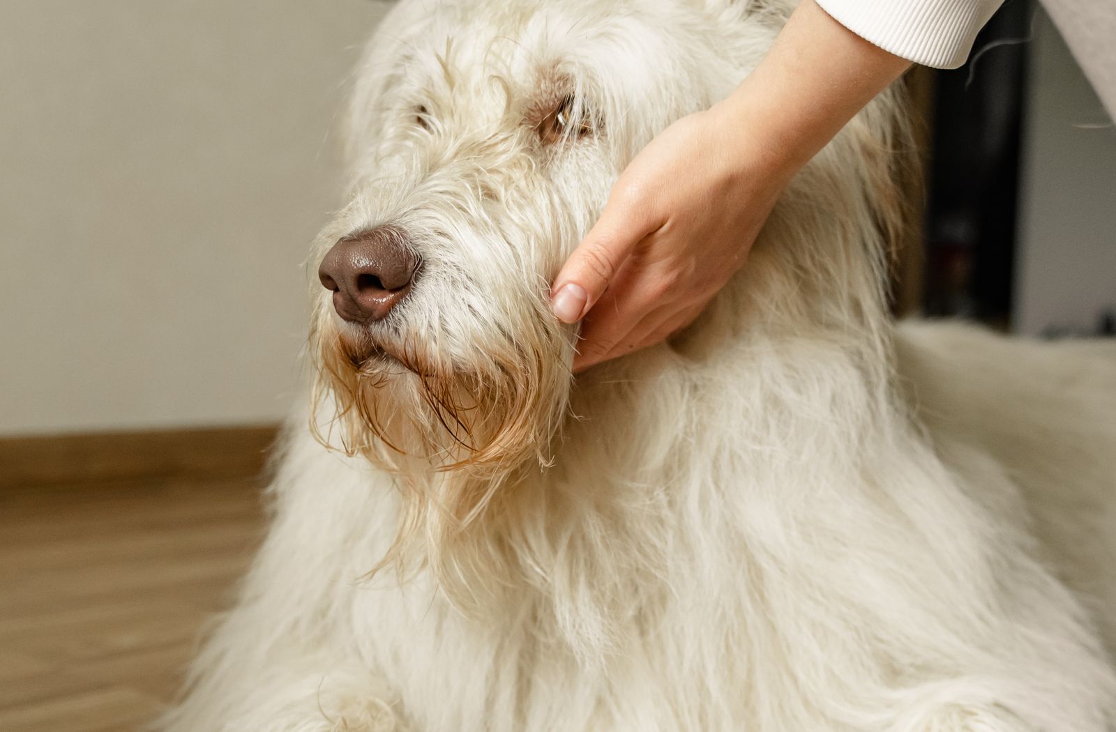 Mano che passa tra il pelo lungo di un cane bianco per controllare il mantello