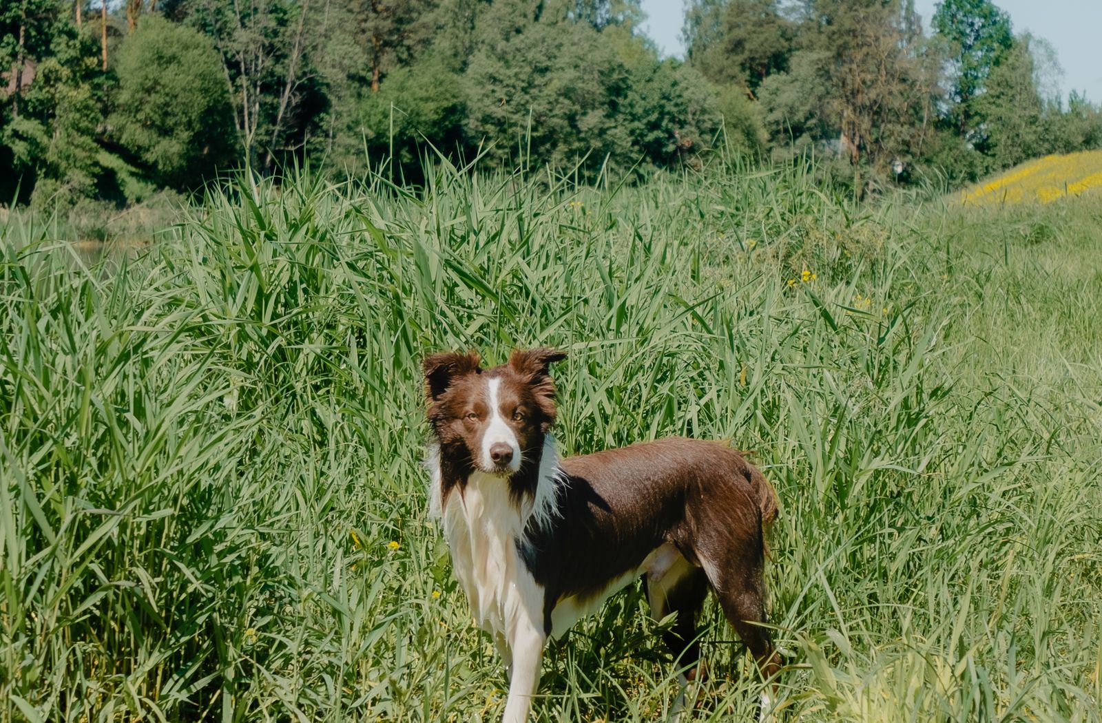 Border collie nell’erba alta: gli antiparassitari servono soprattutto in ambienti come questo