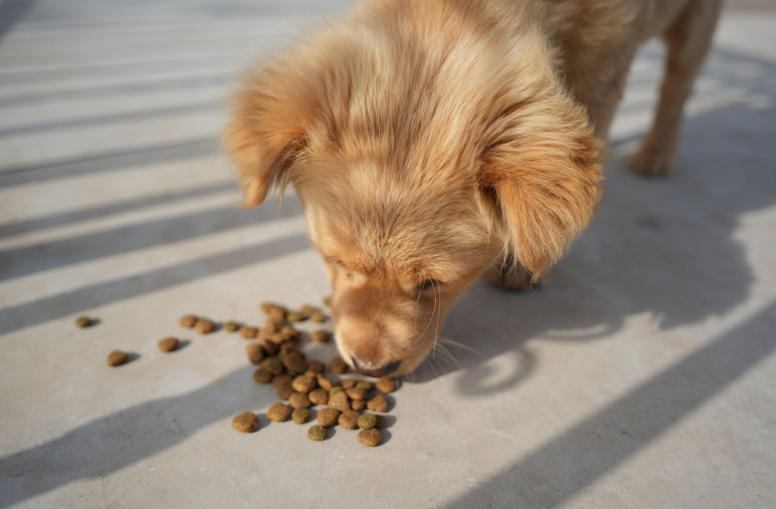 Golden retriever che raccoglie crocchette sparse sul pavimento illuminato dal sole