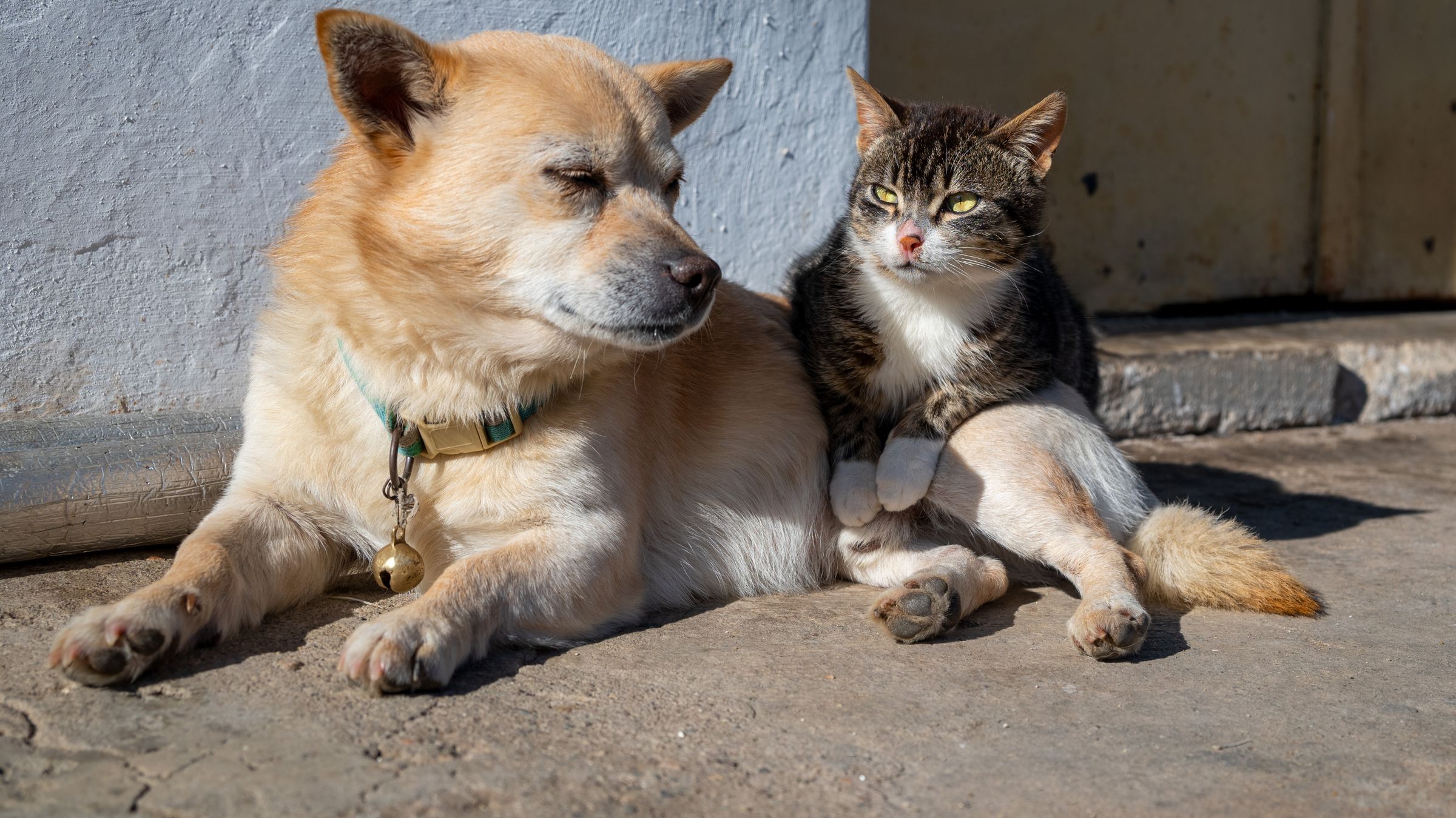 Differenza tra cane e gatto: carnivoro obbligato o opportunista?