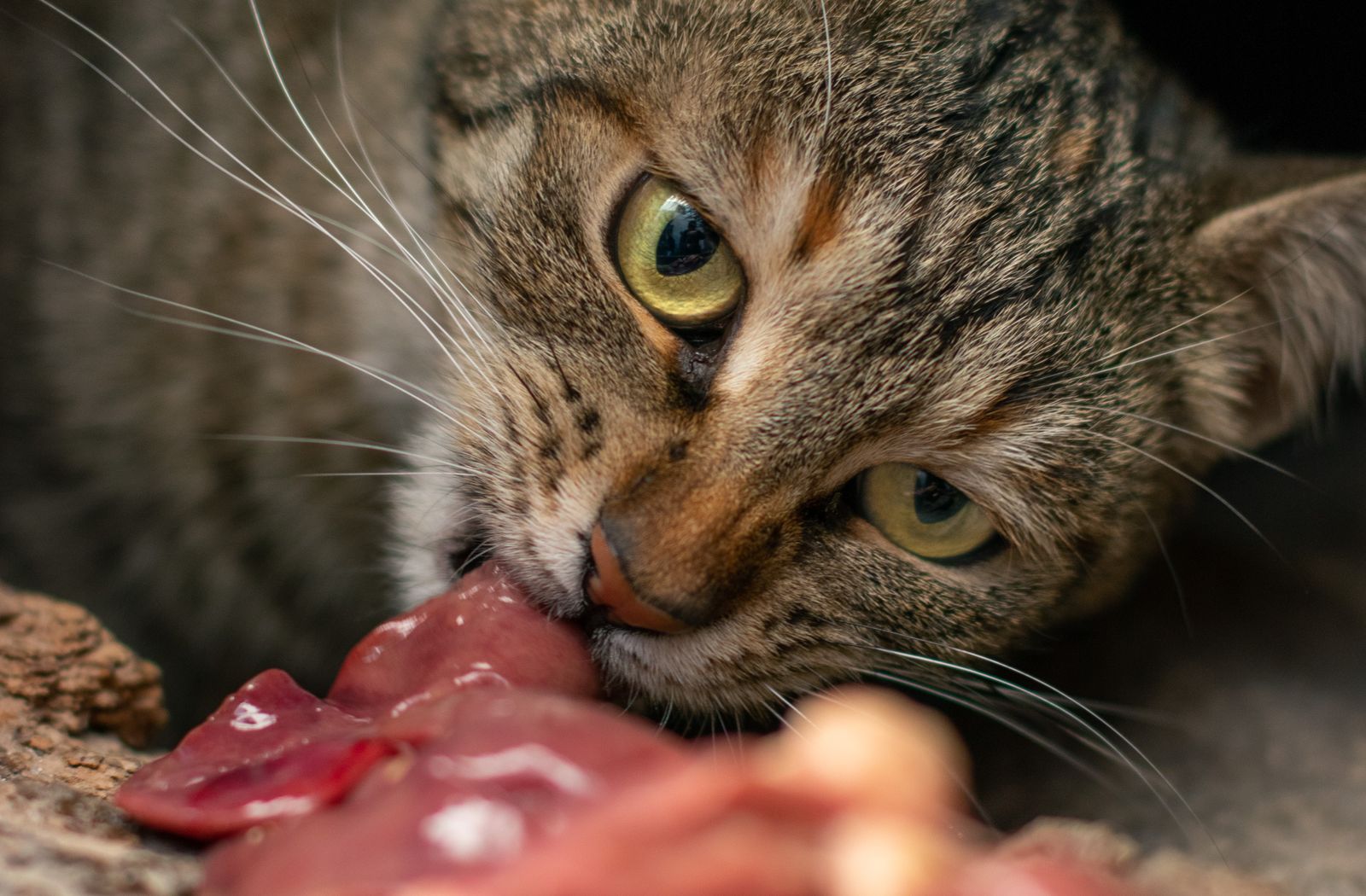 Gatto soriano che mangia un pezzo di carne cruda, esempio di carnivoro obbligato