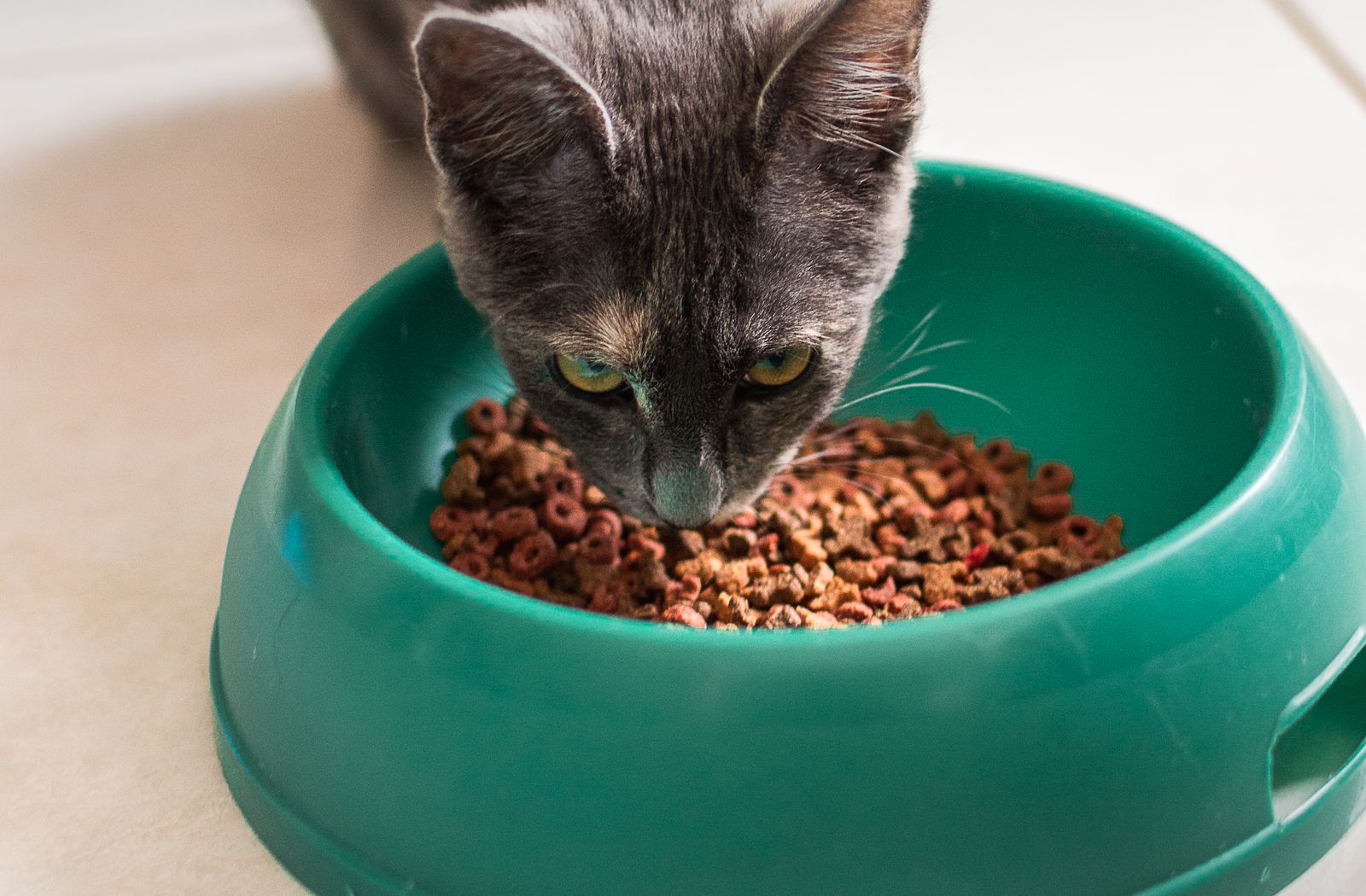 Gatto grigio che mangia crocchette da una ciotola verde