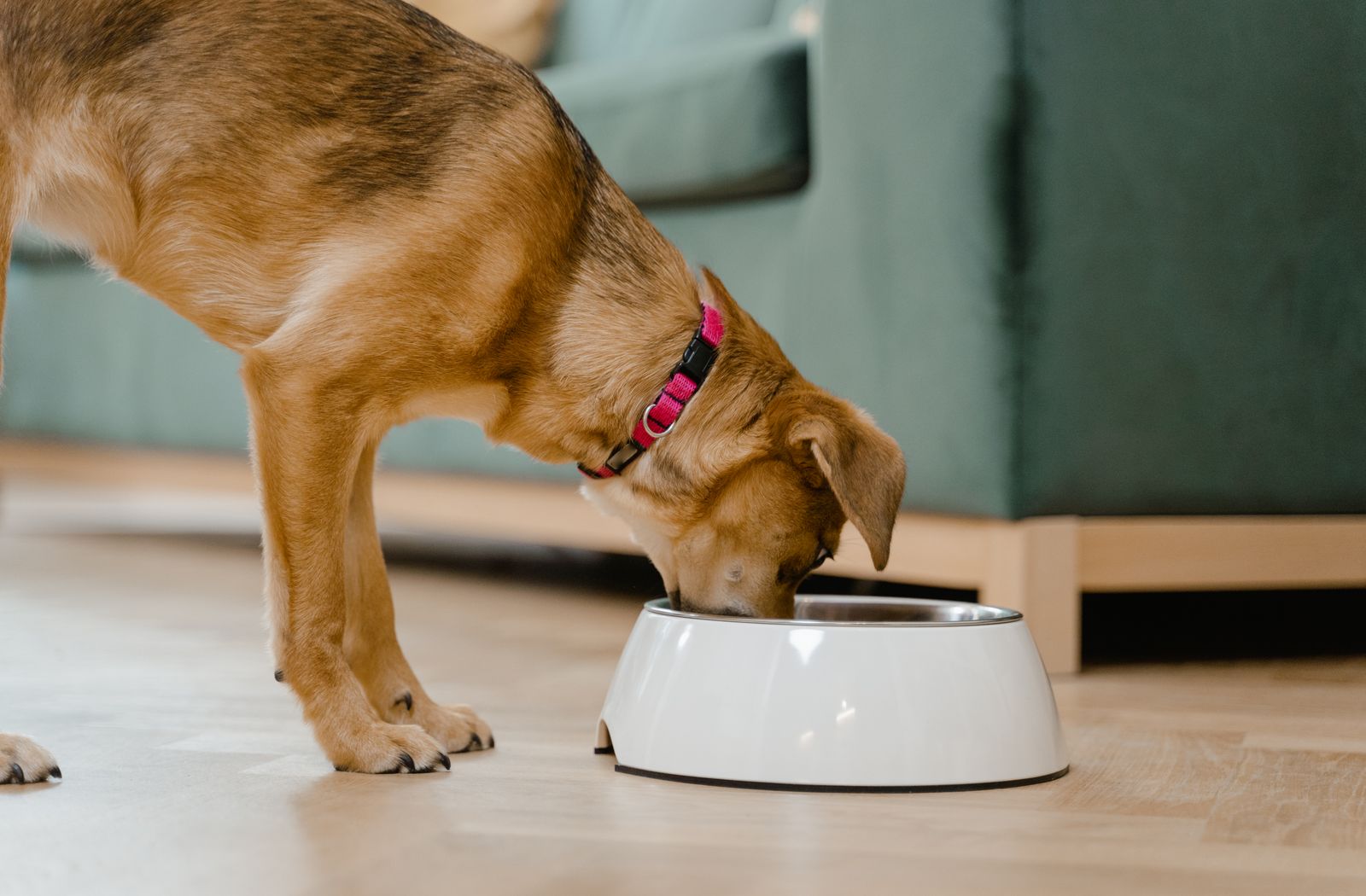 Cane che mangia crocchette dalla ciotola: nei cibi ipoallergenici conta la fonte proteica