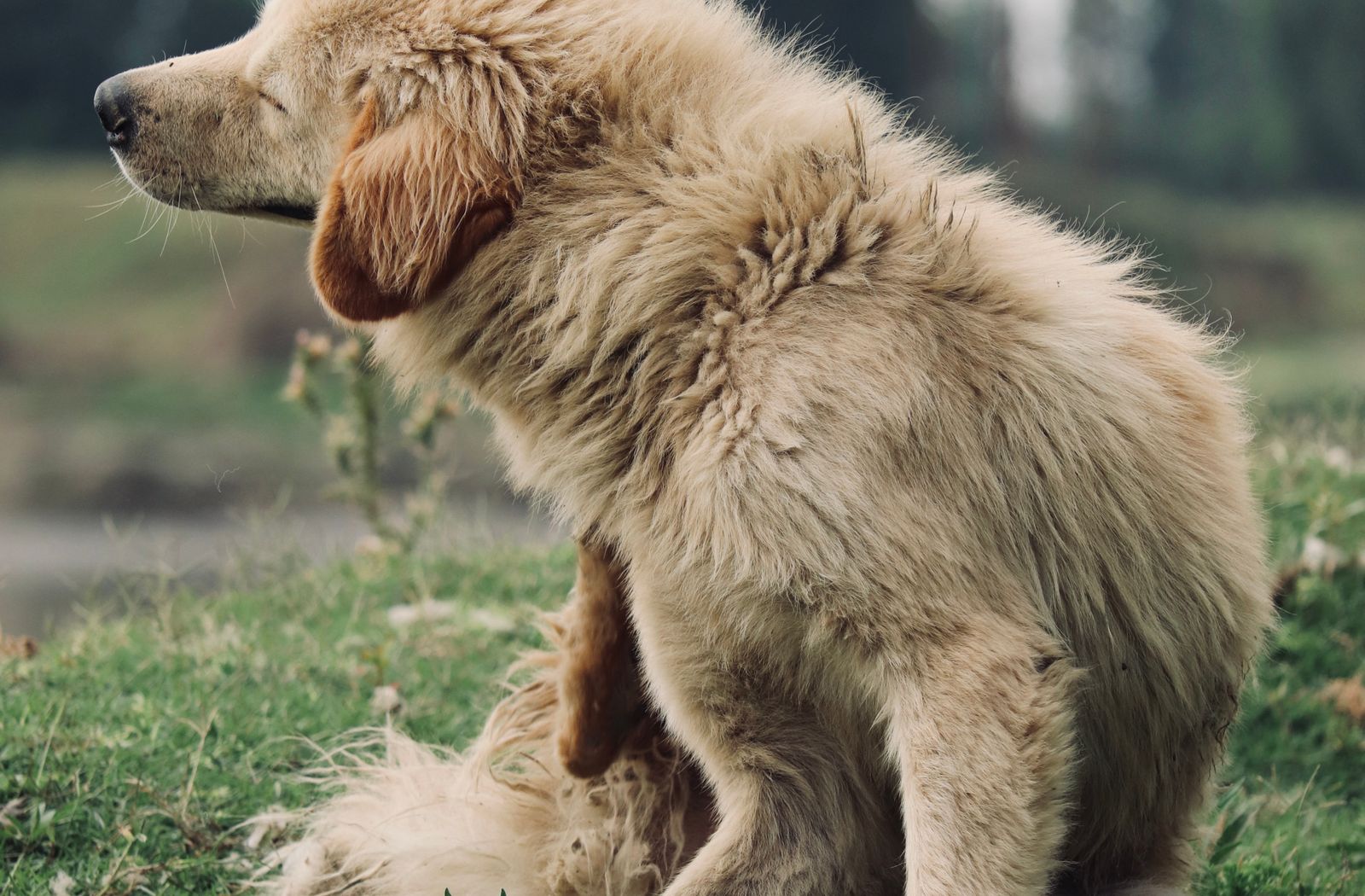 Golden retriever che si gratta il collo con la zampa posteriore in un prato