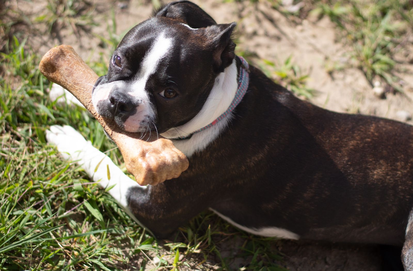 Cane che tiene in bocca un osso masticandolo sul prato