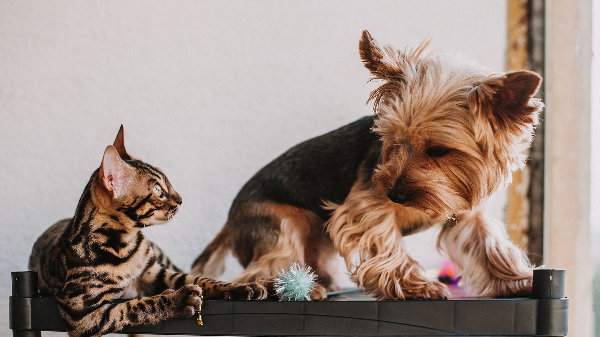 Grain free per cani e gatti: cosa dice davvero la scienza