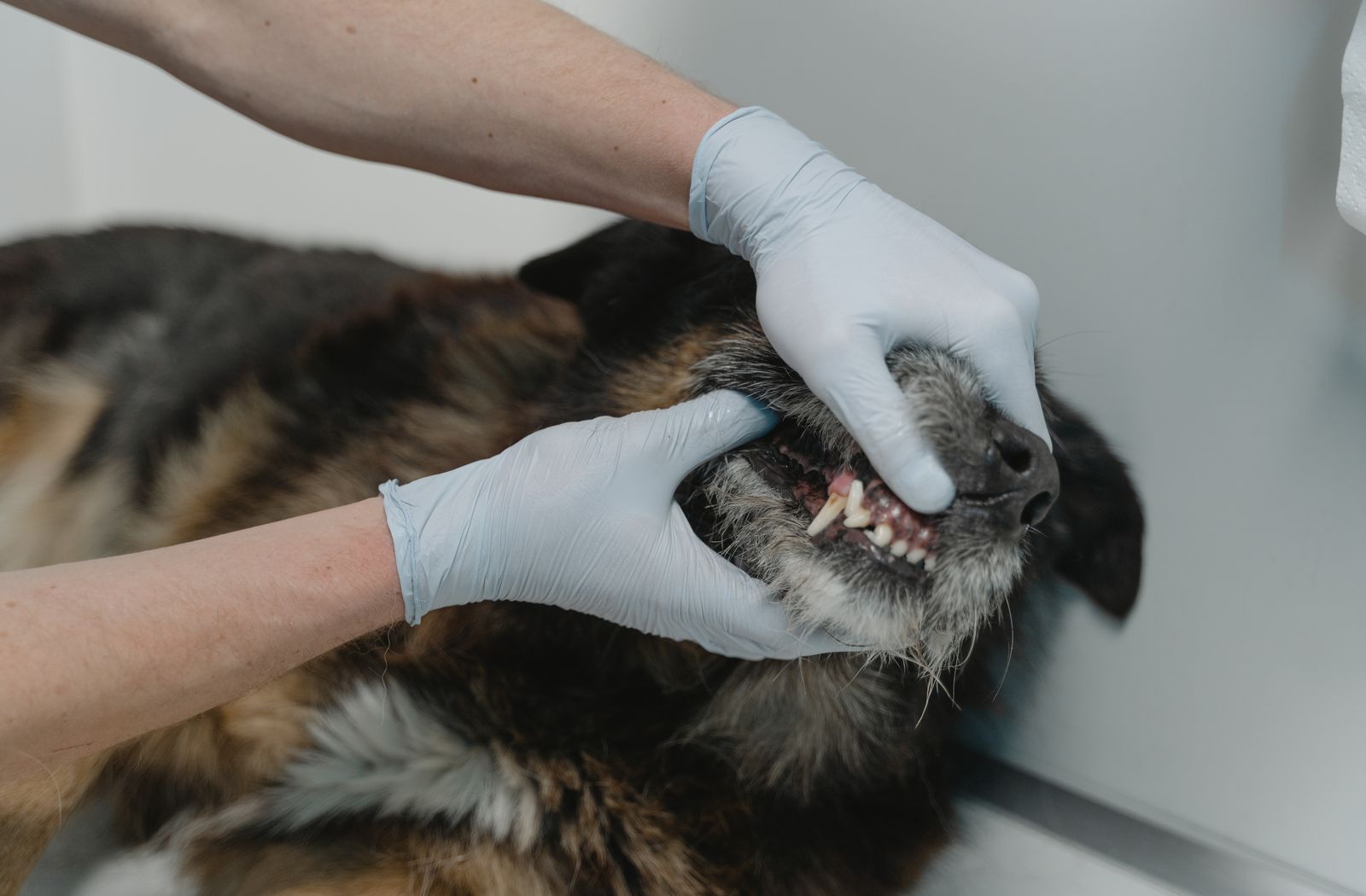 Mani con guanti che sollevano il labbro di un cane per controllare denti e gengive