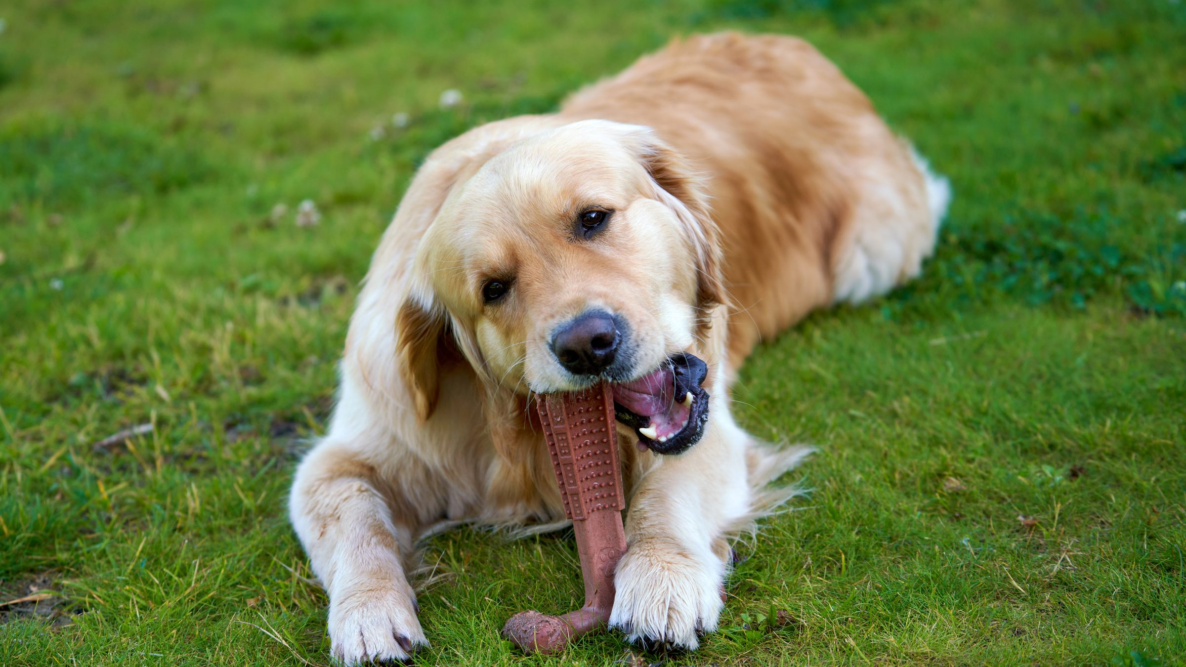 L’importanza della masticazione per il cane e per il gatto