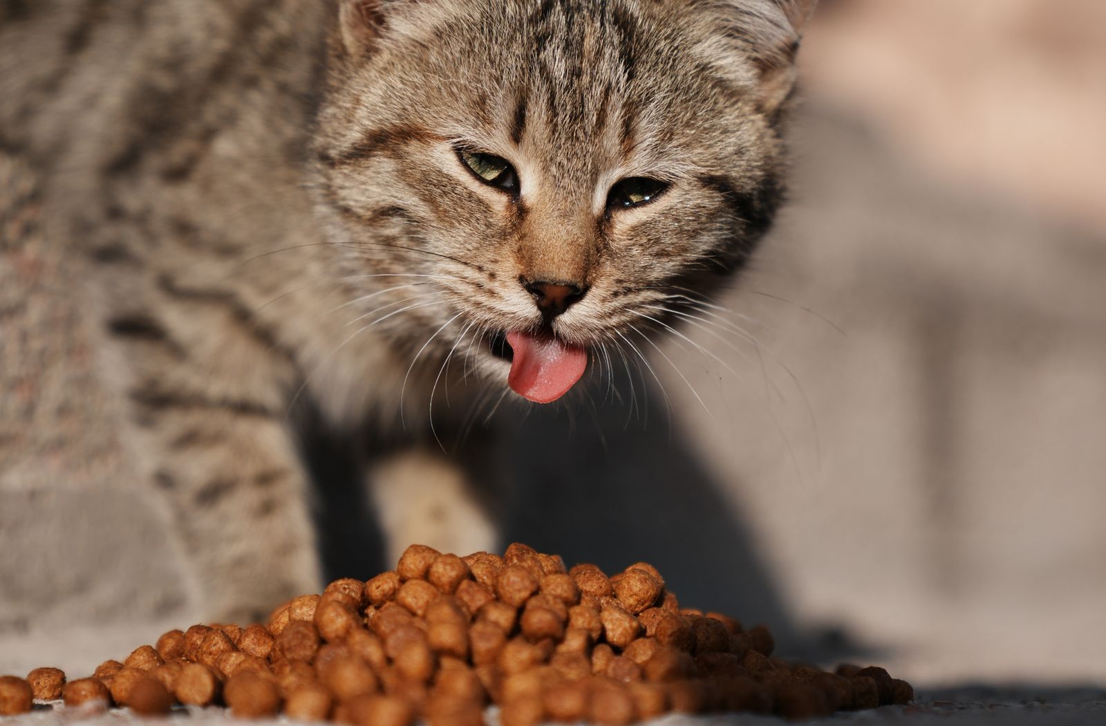 Gatto soriano davanti a una ciotola di crocchette: nel gatto la masticazione è ridotta al minimo