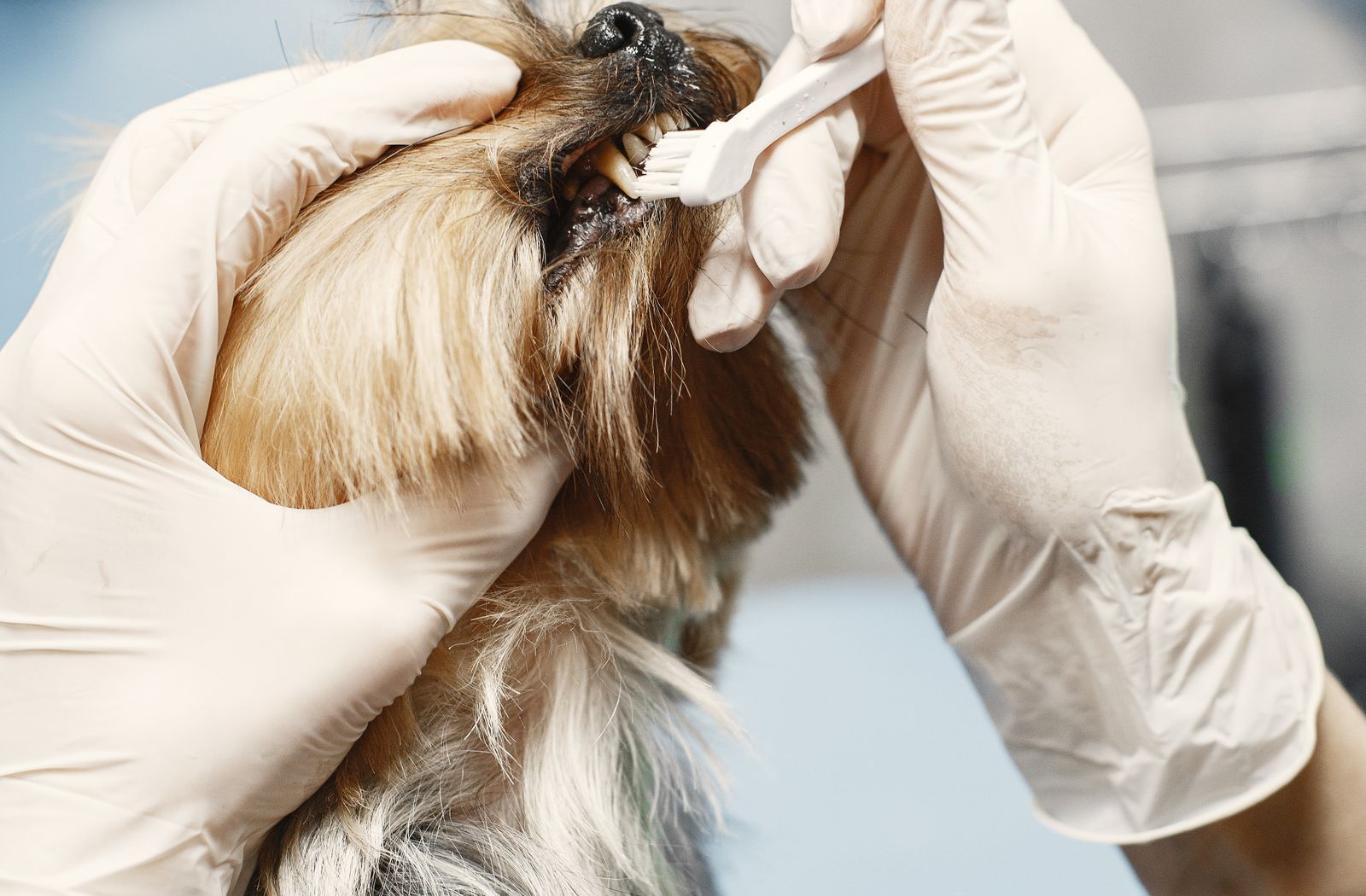 Spazzolino da denti passato sui denti di un cane di piccola taglia durante la pulizia quotidiana