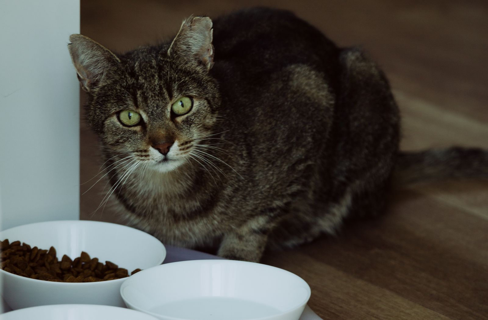 Gatto tigrato seduto accanto alla sua ciotola di crocchette
