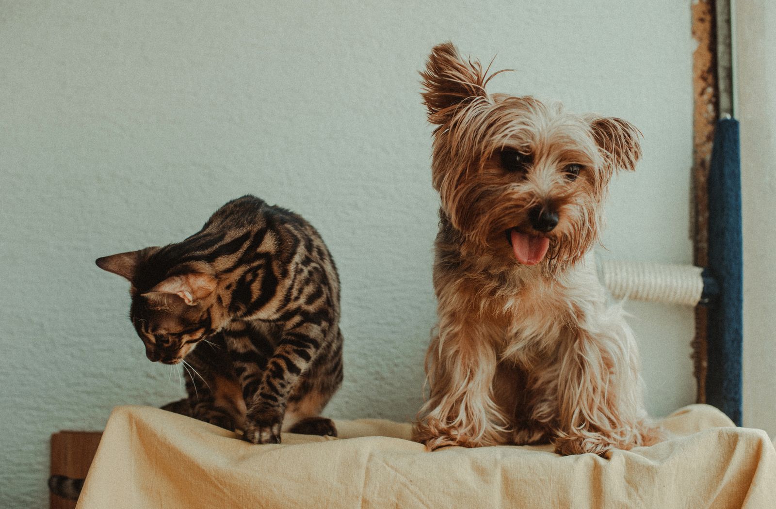 Un gatto e un cane di piccola taglia seduti uno accanto all’altro in casa