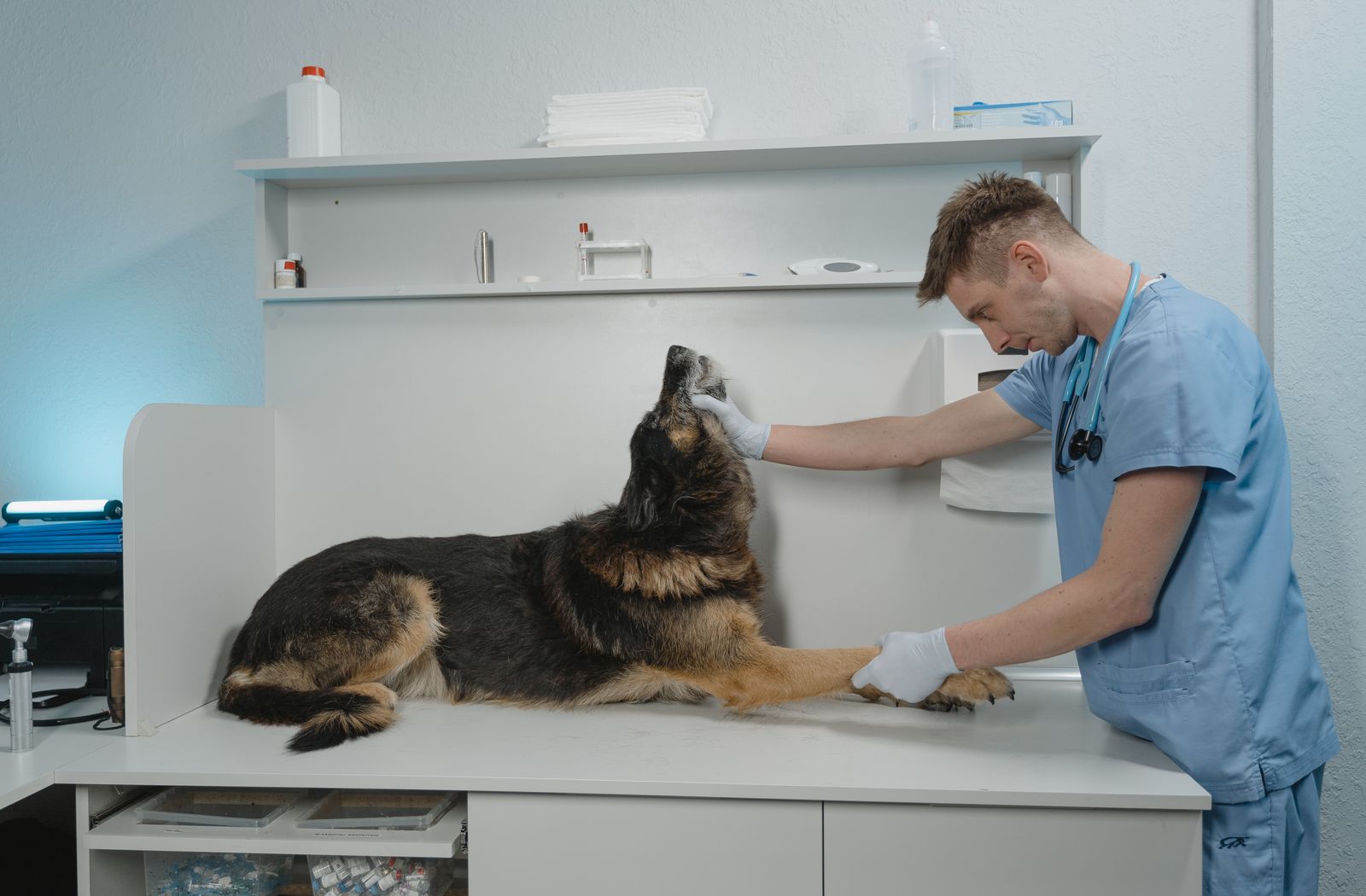 Veterinario che visita un cane sul tavolo dell’ambulatorio