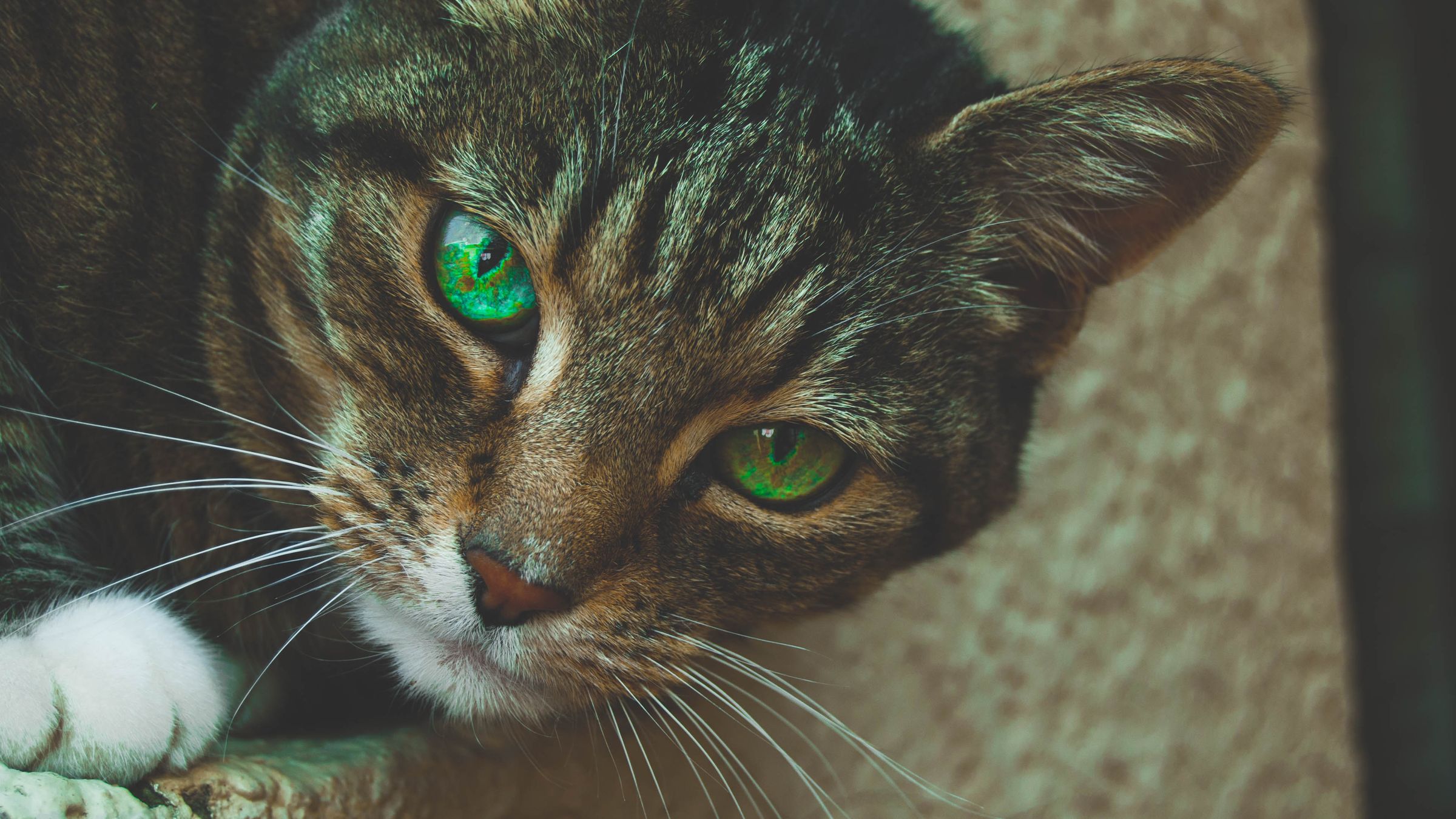 La taurina: perché per il tuo gatto è questione di cuore (e di occhi)