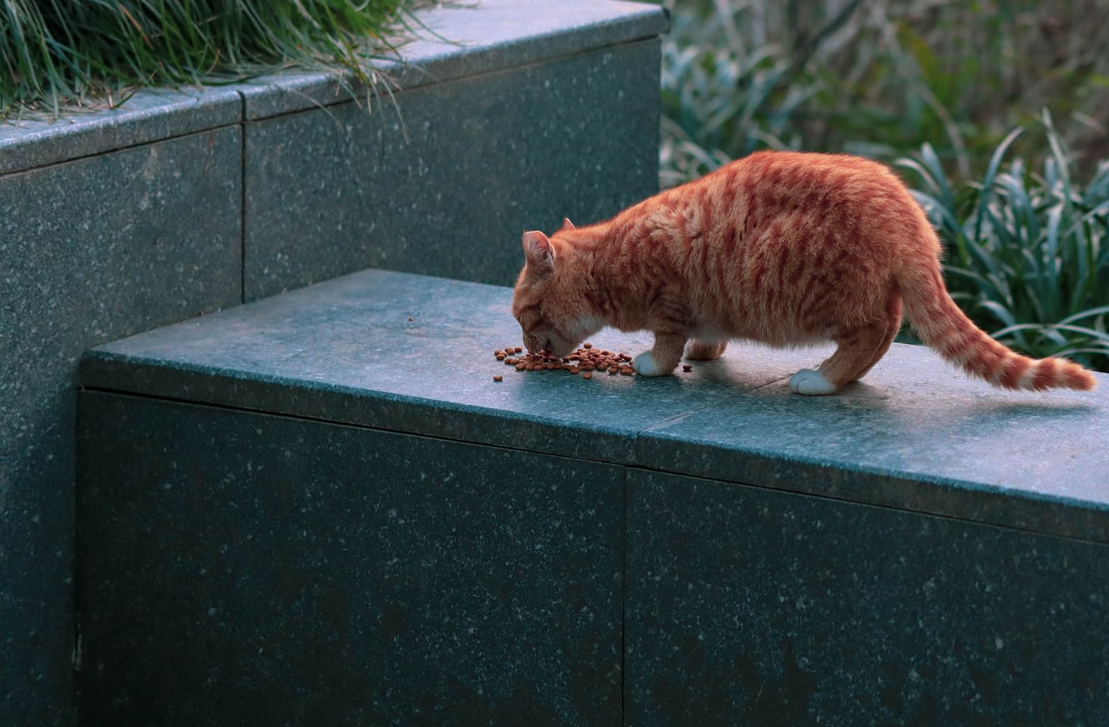 Gatto rosso che mangia crocchette, un alimento completo garantisce la taurina necessaria