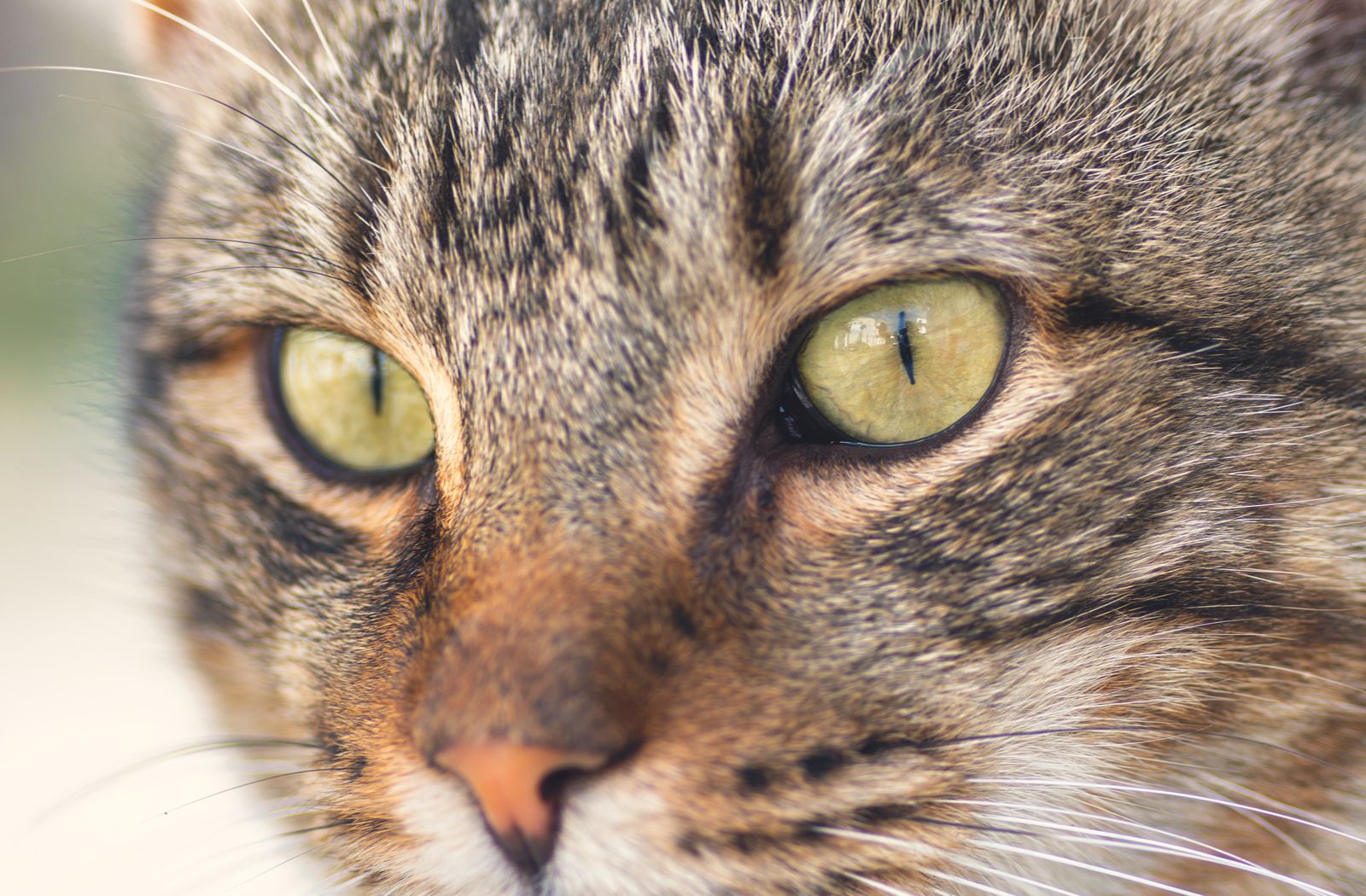 Primo piano degli occhi di un gatto, tessuto molto sensibile alla carenza di taurina