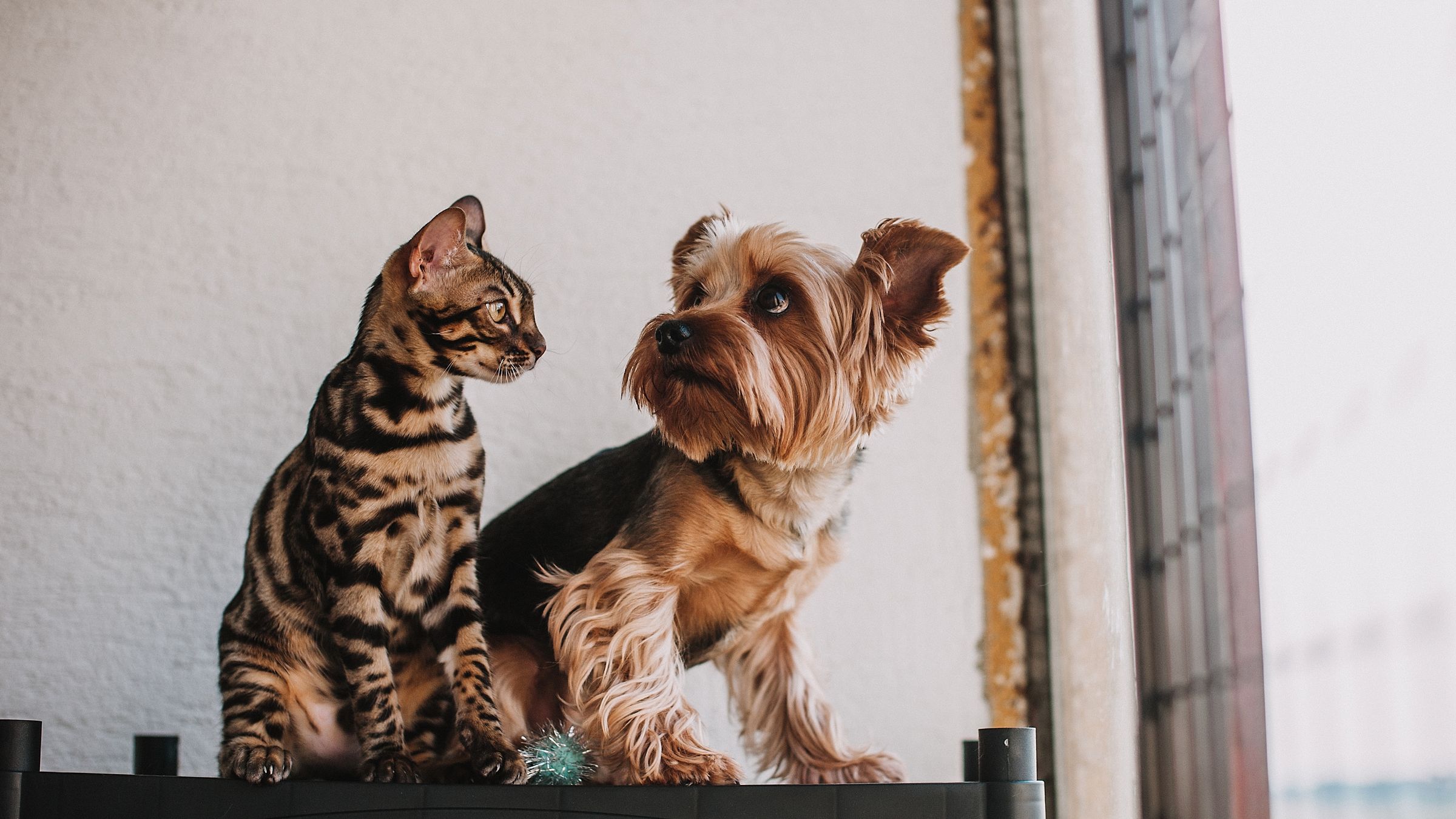 Feromoni per cani e gatti: cosa sono, come funzionano e quando servono davvero