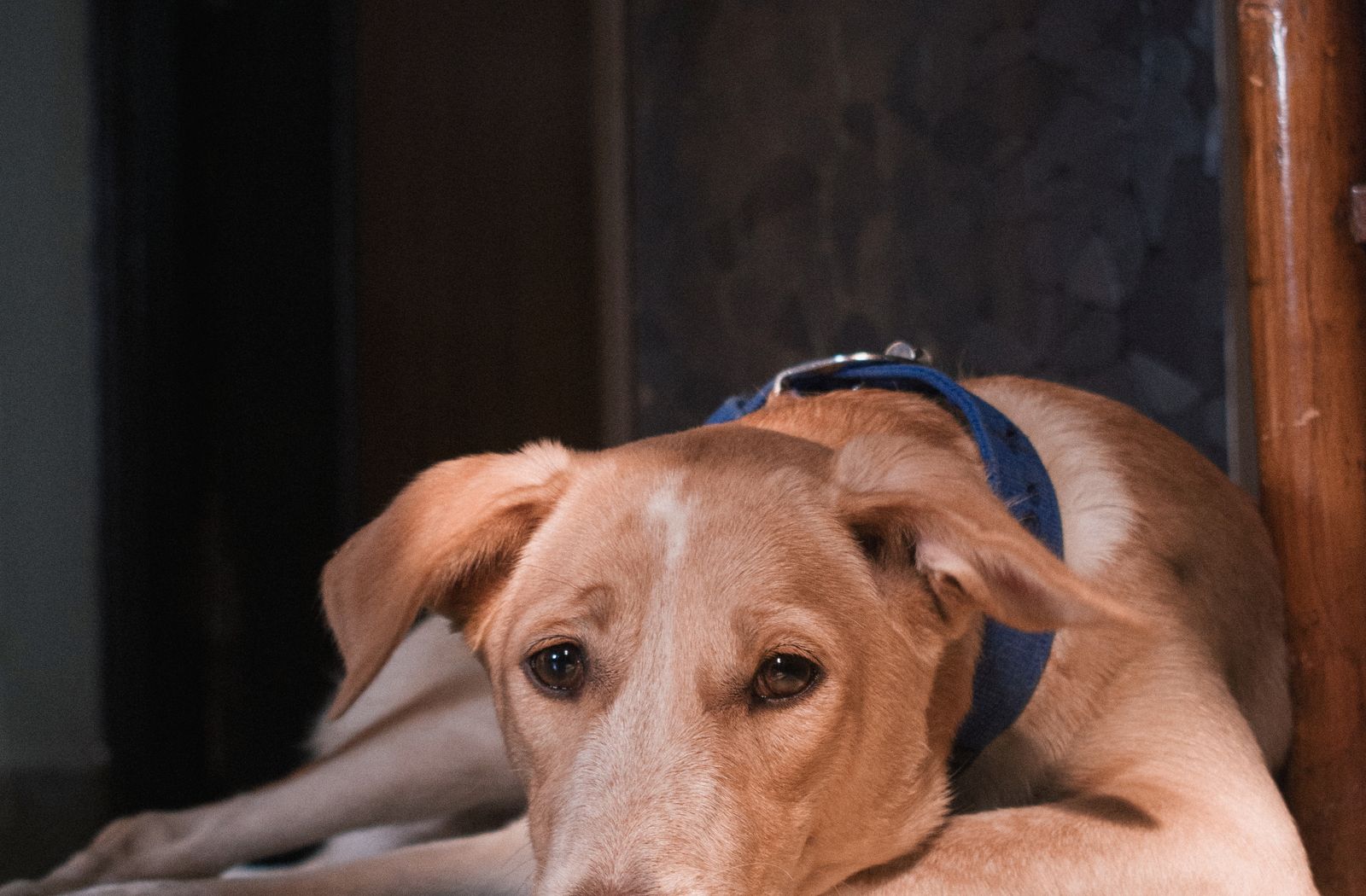Cane sdraiato con la testa appoggiata sulle zampe, tranquillo sul pavimento di casa