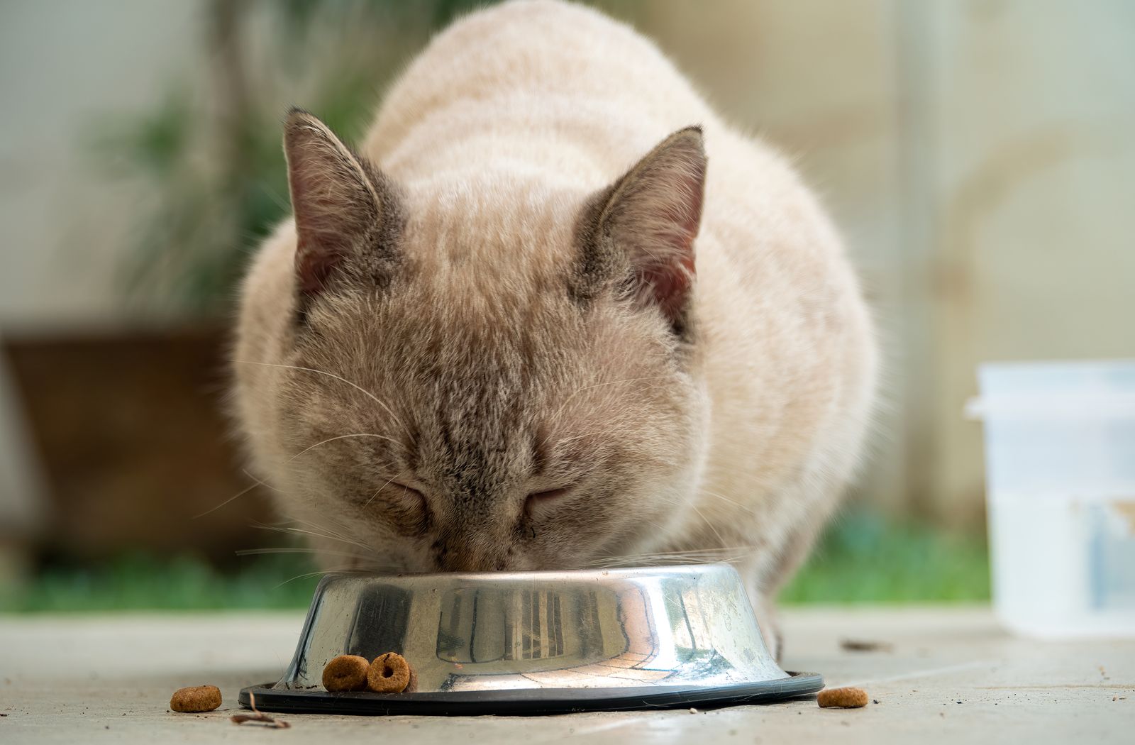 Gatto che mangia tranquillo dalla sua ciotola in un angolo silenzioso