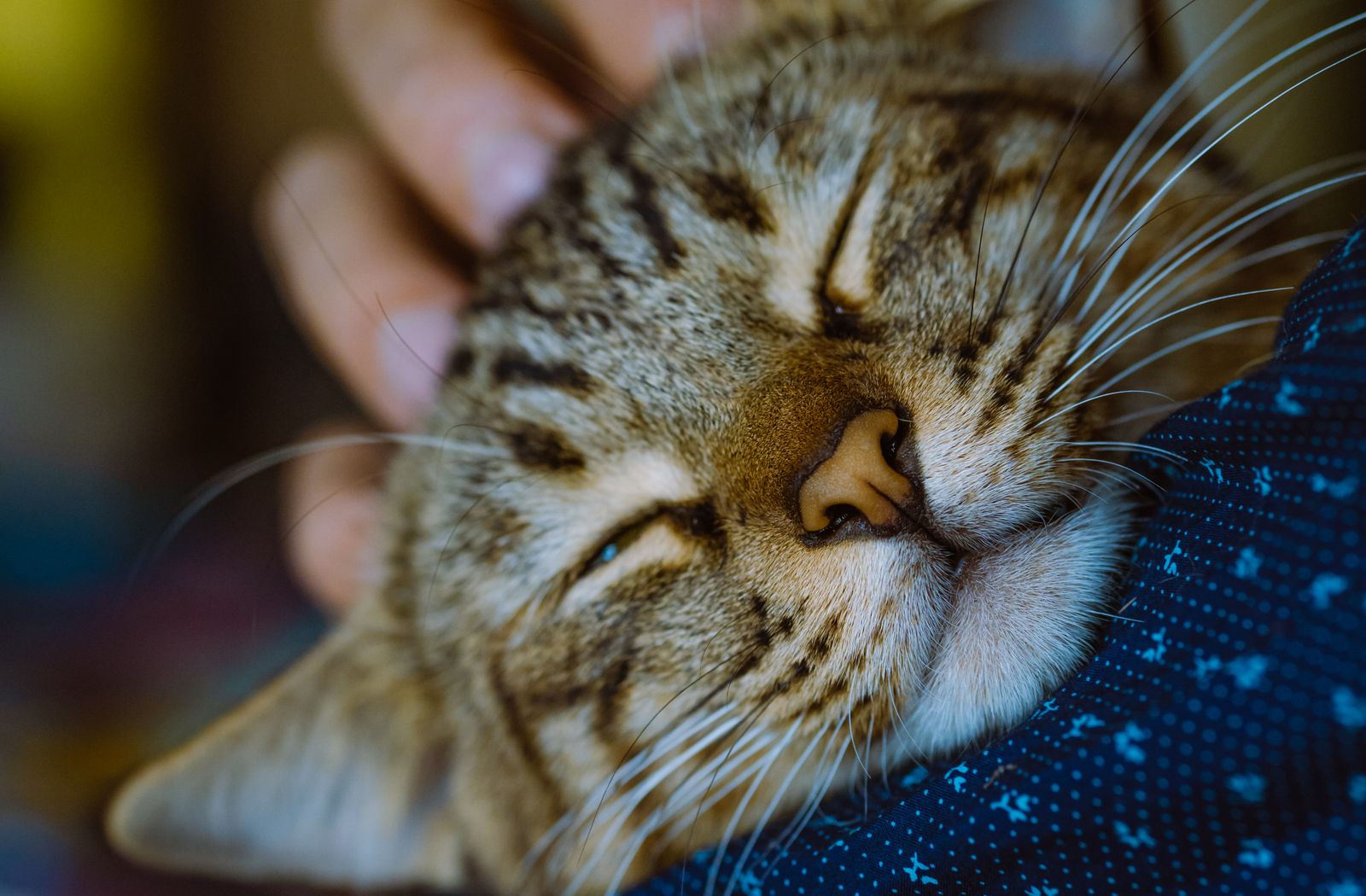 Gatto che struscia il muso sulla mano della sua persona per depositare i feromoni facciali