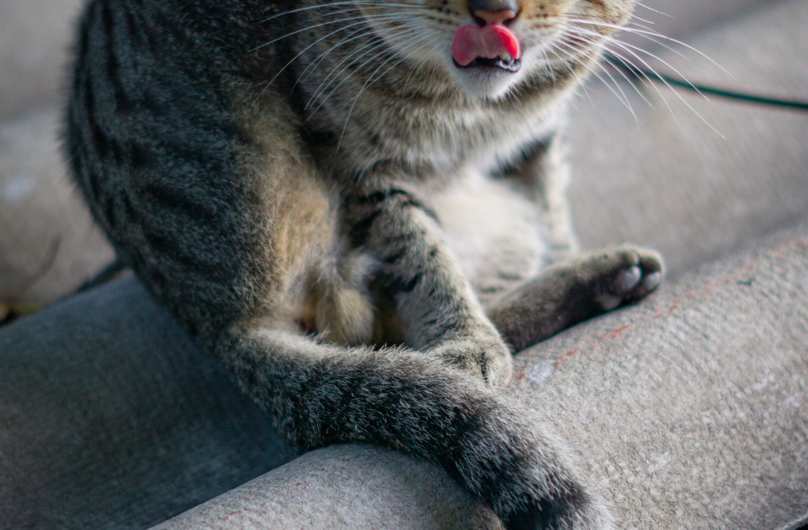 Gatto tigrato che si lecca il pelo del fianco durante la muta autunnale