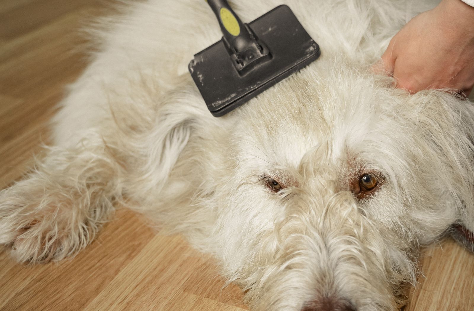 Cane bianco a pelo lungo spazzolato con una cardatrice sul pavimento di casa