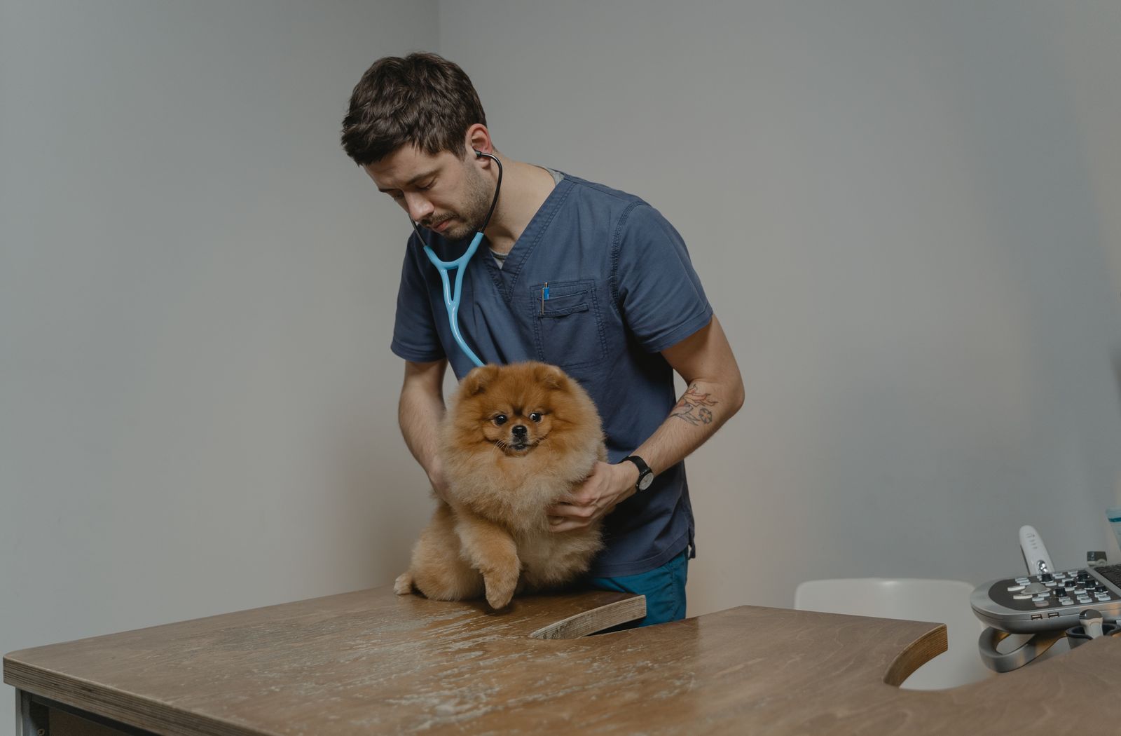 Veterinario che visita un piccolo cane a pelo lungo sul tavolo dell’ambulatorio
