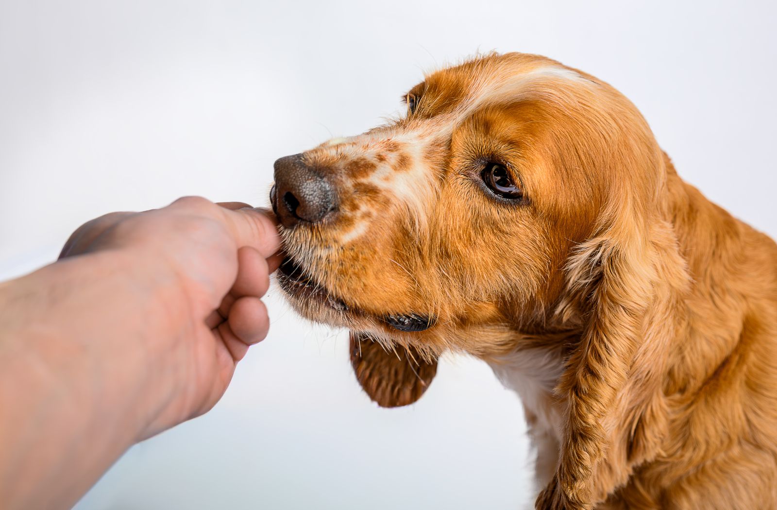 Mano che porge uno snack per cani a un cocker spaniel