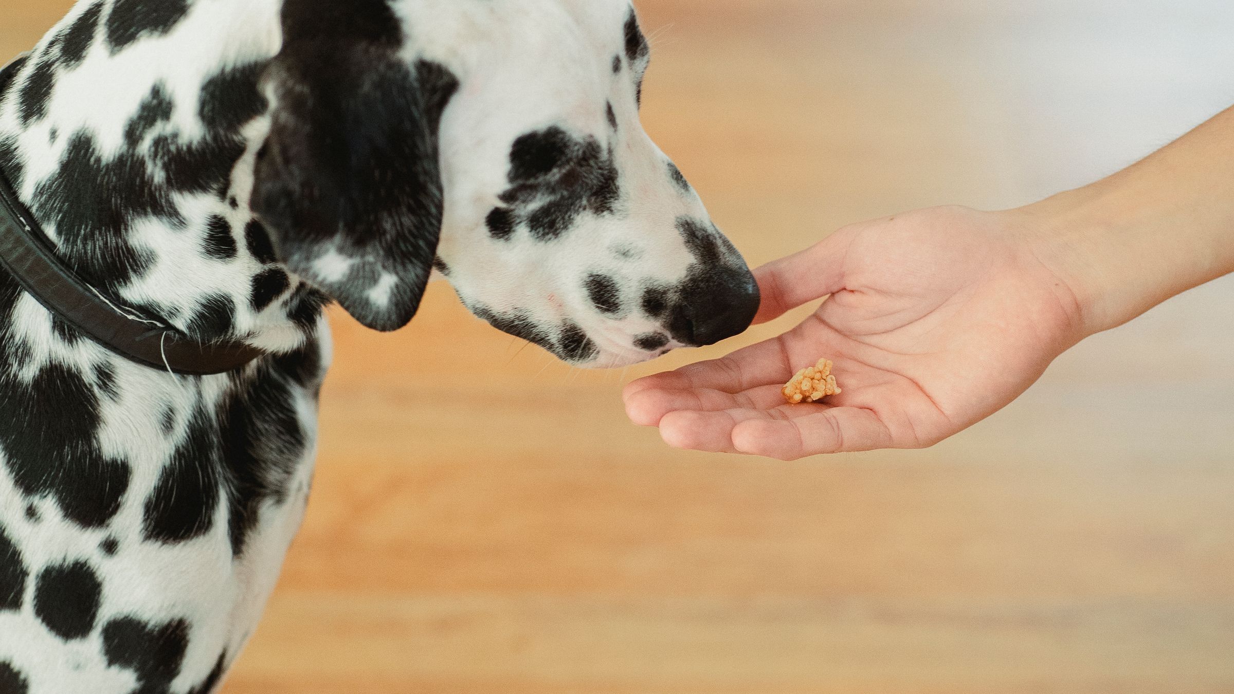 Cane dalmata che riceve un premietto dalla mano del proprietario