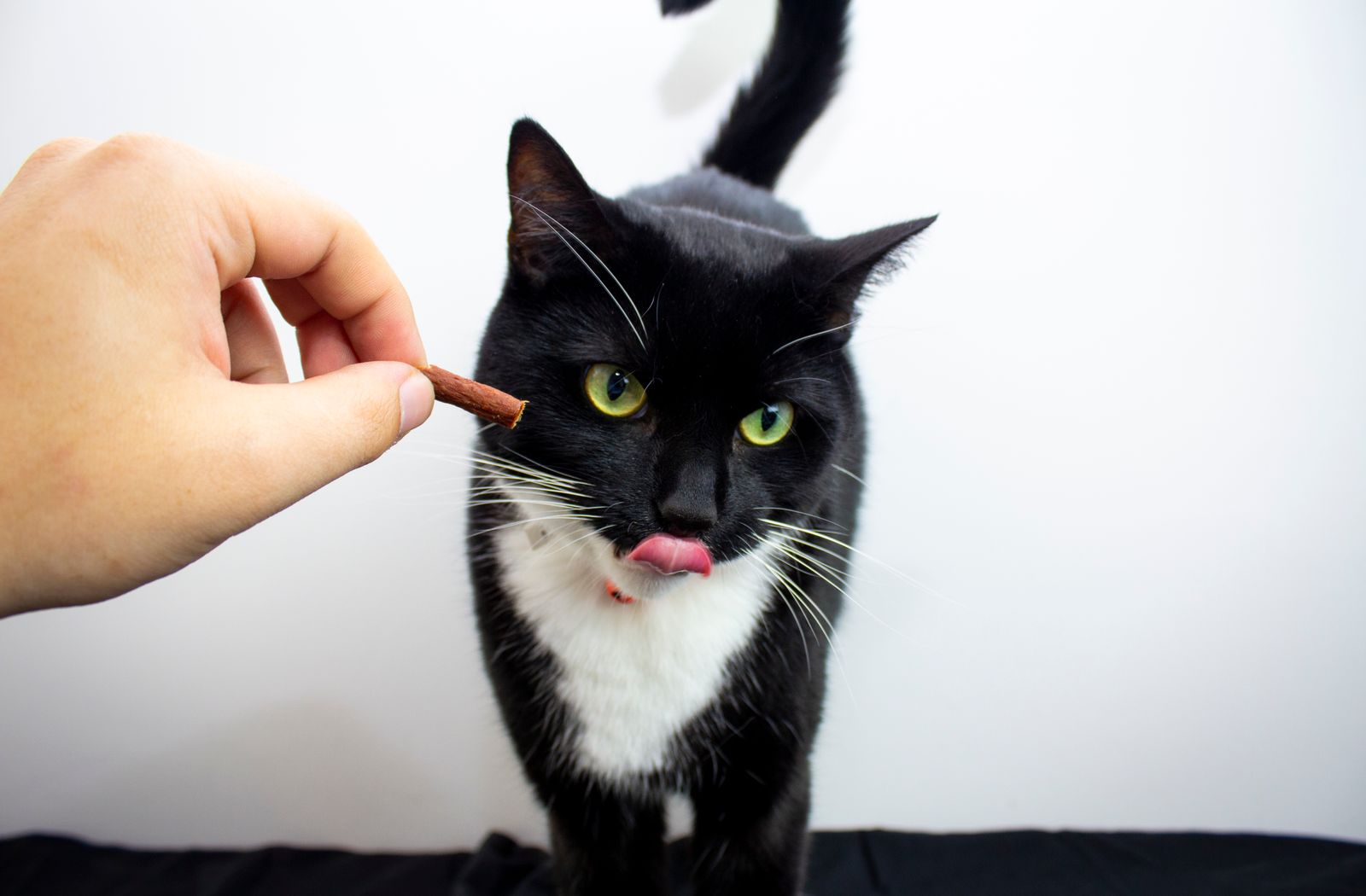Gatto nero che annusa un premietto tenuto tra le dita di una mano