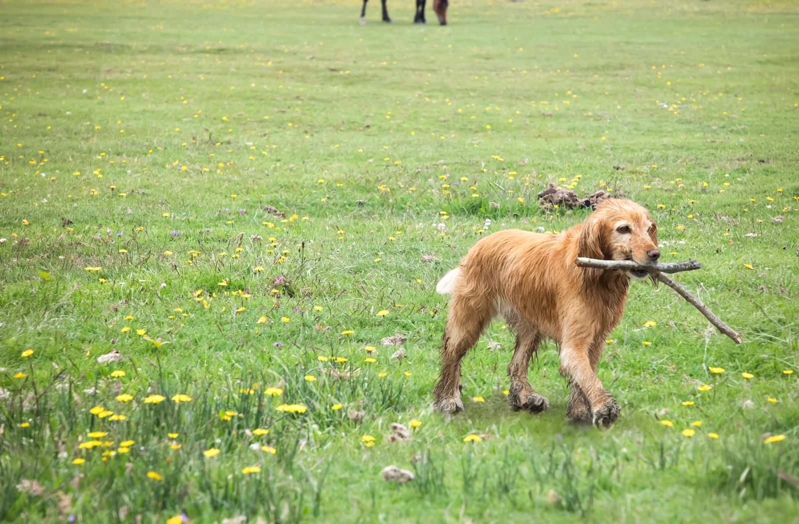 Cane che gioca con un bastone in un prato, alternativa al premio in cibo