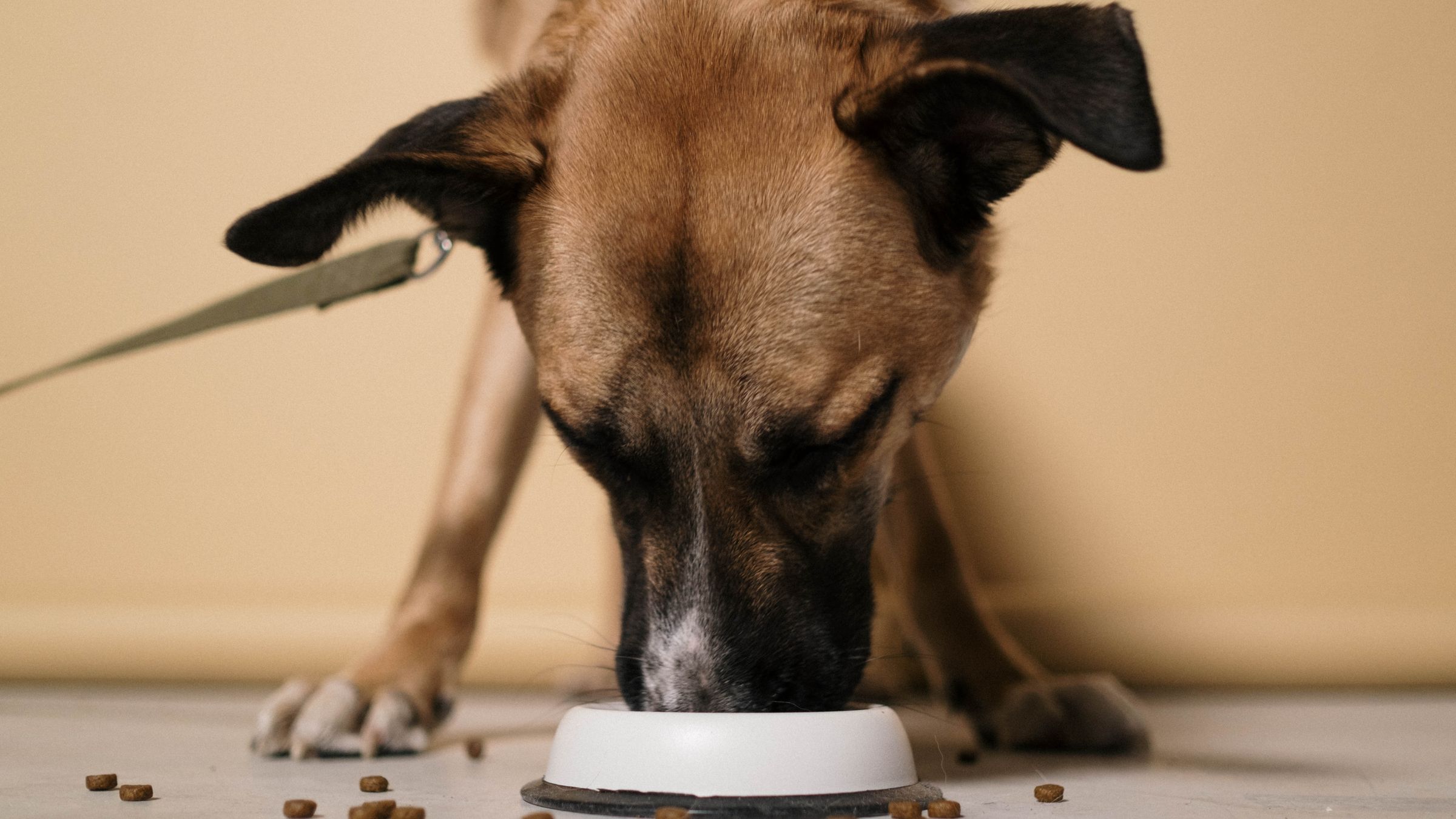 Cane che mangia crocchette dalla ciotola, con alcune crocchette sparse sul pavimento
